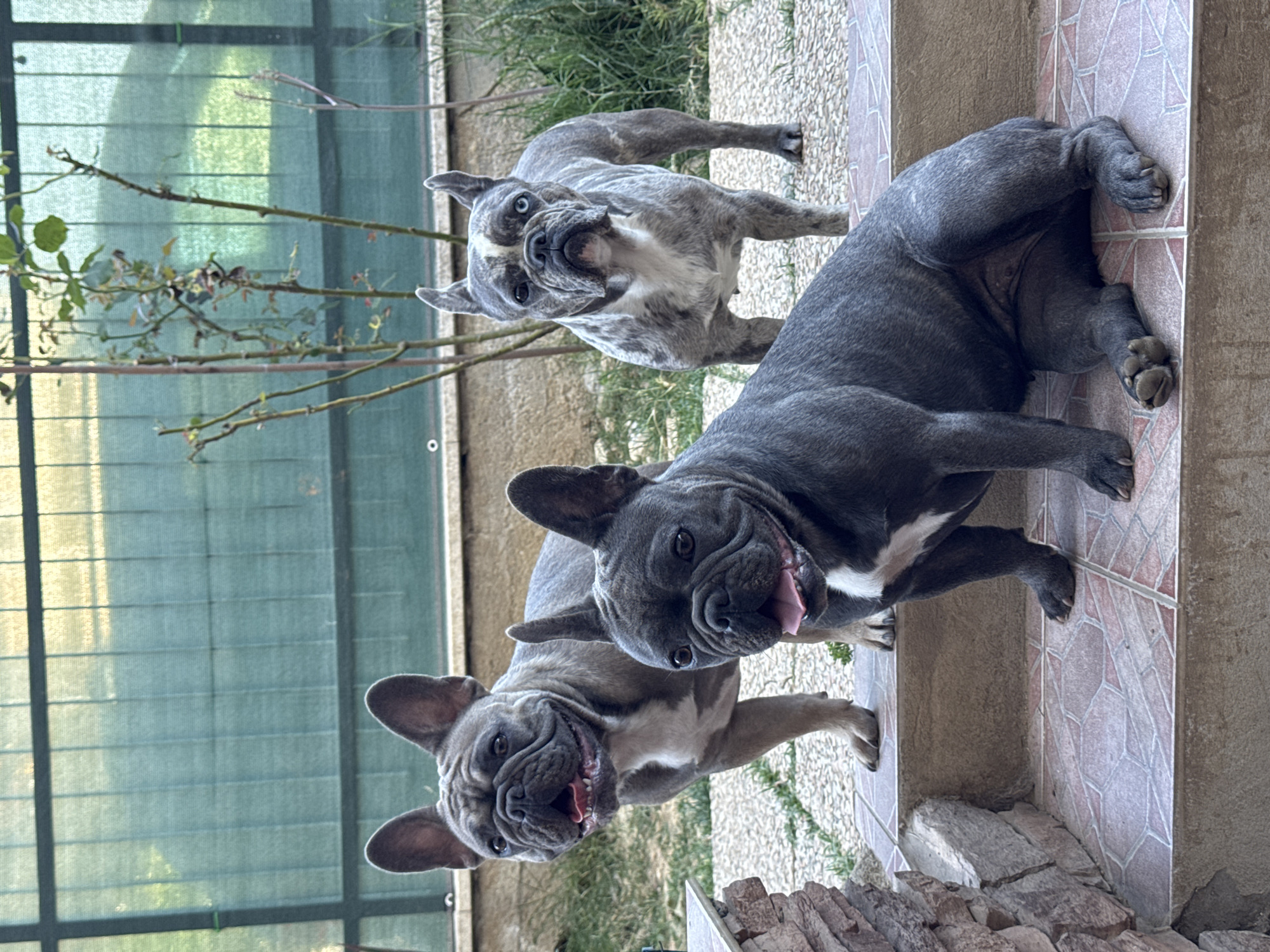 Three French Bulldogs are posing on a tiled step outdoors, with a green mesh fence and some plants in the background. The dog in the foreground is dark grey with white markings on its chest and sits on the step. To its left, a lighter grey French Bulldog stands with its mouth open. Behind and to the right of that dog, a brindle-colored French Bulldog stands, also with its mouth slightly open. The scene appears to be in a private yard.