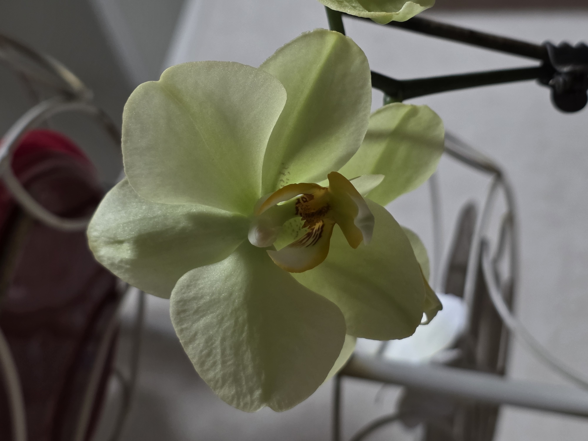 The image is a close-up, dimly lit photograph of a pale yellow orchid blossom. The orchid is the primary subject, with its delicate petals and intricate center clearly visible. The petals are broad and gently curved, with a subtle texture. The center of the flower features yellow and brown markings, adding depth and detail.
The orchid appears to be part of a larger plant, with a dark stem visible in the upper right portion of the frame, supporting the blossom. The background is out of focus and consists of muted tones. To the left, a dark red object is partially visible, possibly a pot or another decorative item. In the middle ground and background, there are blurred metallic structures, suggesting the orchid might be indoors, perhaps displayed on a stand or in a decorative setting.
The lighting is soft and somewhat directional, creating subtle shadows and highlights that emphasize the flower's form. The overall mood is serene and contemplative, with the focus solely on the beauty of the orchid. There is no visible text in the image. The time of day and weather conditions are not discernible from the photograph.