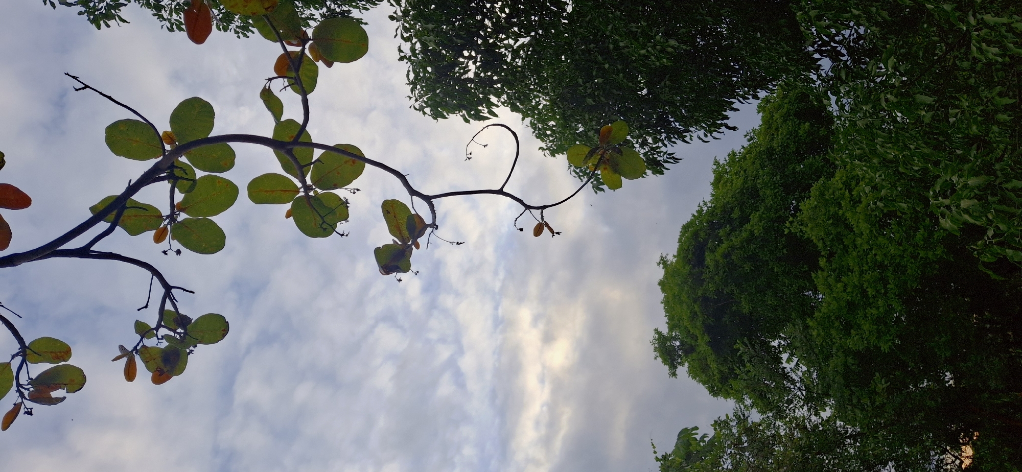 This image shows a view of the sky and trees from below, looking upwards. The sky is partly cloudy, with patches of light peeking through. There are branches with green and reddish-orange leaves in the foreground, extending from the upper left and right of the frame. Below the branches, the tops of lush green trees are visible, filling the lower portion of the image. The scene appears to be outdoors, in a natural environment, possibly a park or residential area with significant tree cover. The location is specified as Vallecito, Venezuela. There are no people or specific objects to note beyond the natural elements.