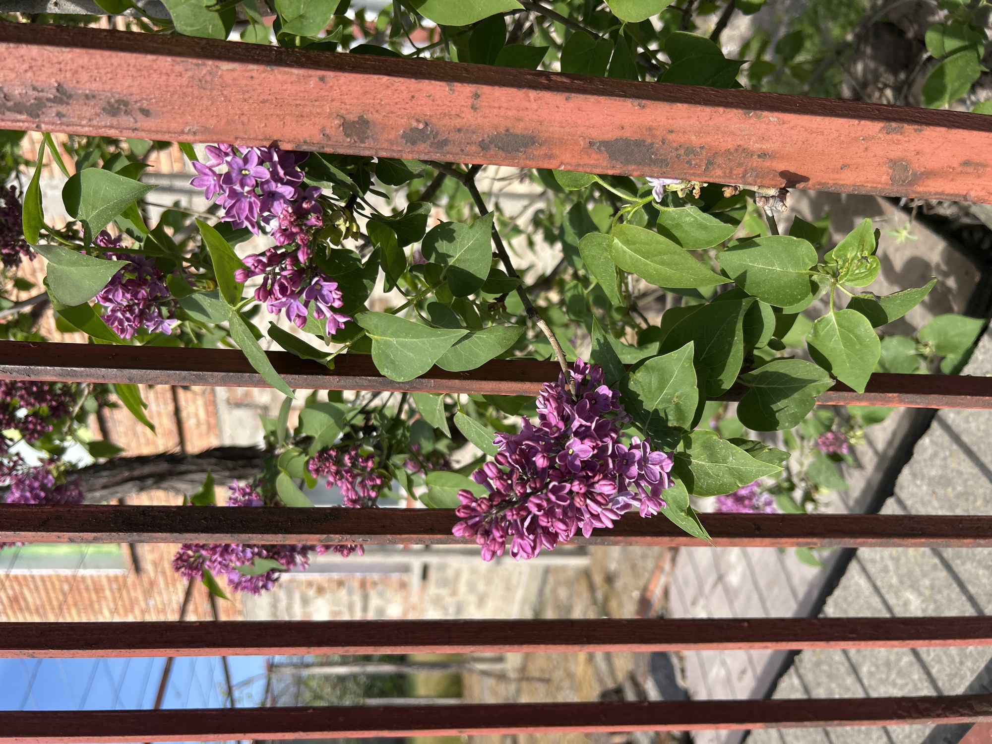 The image depicts a close-up view through a rusted, red-painted metal railing. Clusters of purple lilac flowers with green leaves intertwine with the railing. In the background, a blurred cityscape is visible, including brick buildings and gray rooftops. The sky is partly visible in a blurred band at the bottom of the image. Based on the architecture, foliage and overall atmosphere, the location is estimated to be in Plovdiv, Bulgaria.