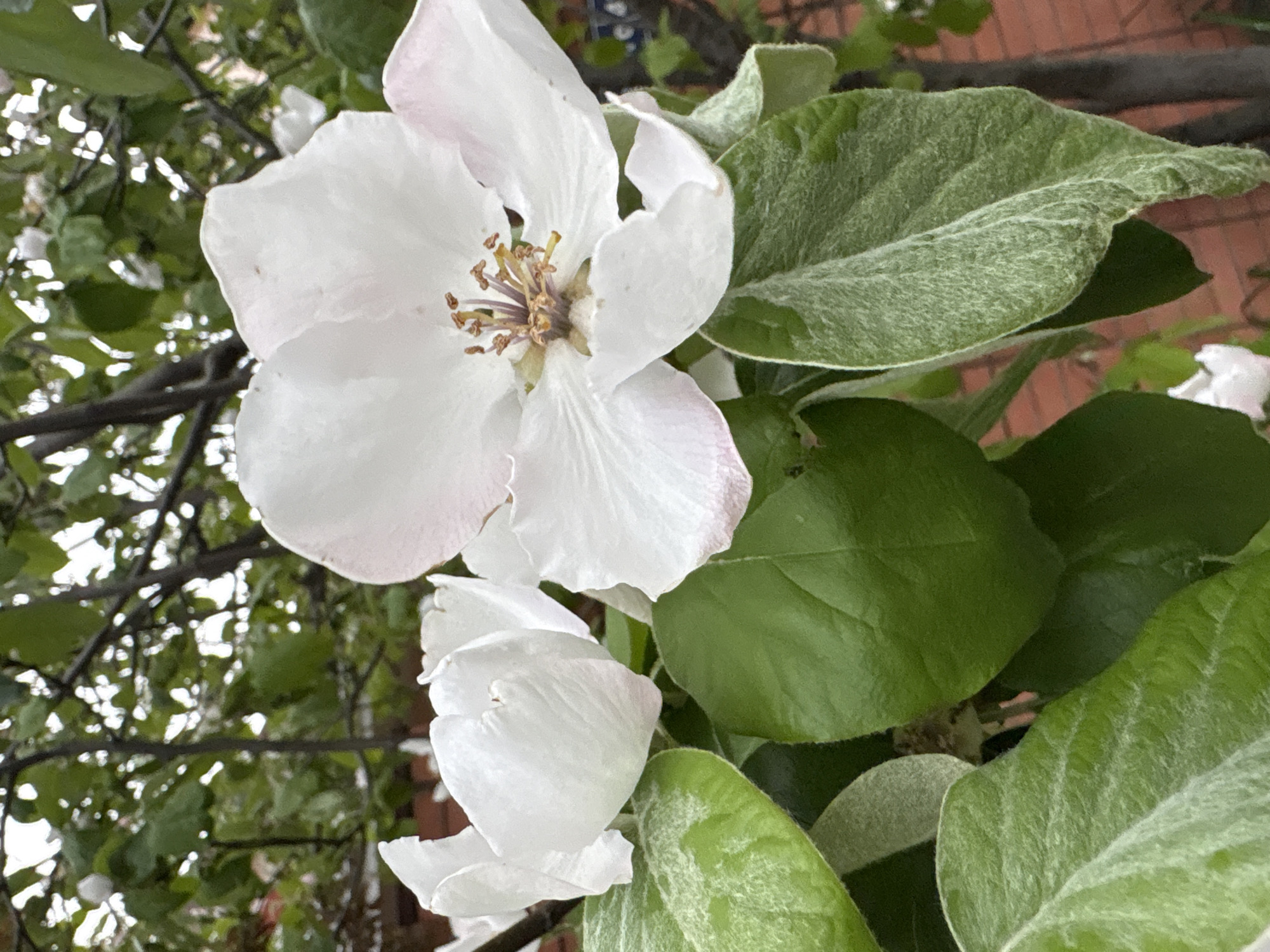 This close-up image, captured in Gelendzhik, Russia, features the blossoms and leaves of a flowering plant, likely a quince tree. The primary subject is a large, open white flower with five petals, each showing subtle pinkish tips, and a prominent central cluster of yellow-brown stamens and a lighter-colored pistil. Below this fully bloomed flower, a smaller, partially opened white flower bud is visible.
Several green leaves frame the flowers; some exhibit a distinct fuzzy or velvety texture, particularly on their surfaces, indicating new growth or specific leaf characteristics of the plant. In the background, out-of-focus green foliage and dark tree branches create a natural setting, while a reddish-brown brick wall is partially visible in the upper right corner, suggesting proximity to a building or garden structure. The lighting indicates it is daytime. No text is visible in the image. The scene captures the beauty of blooming nature, evoking a sense of spring or early summer.