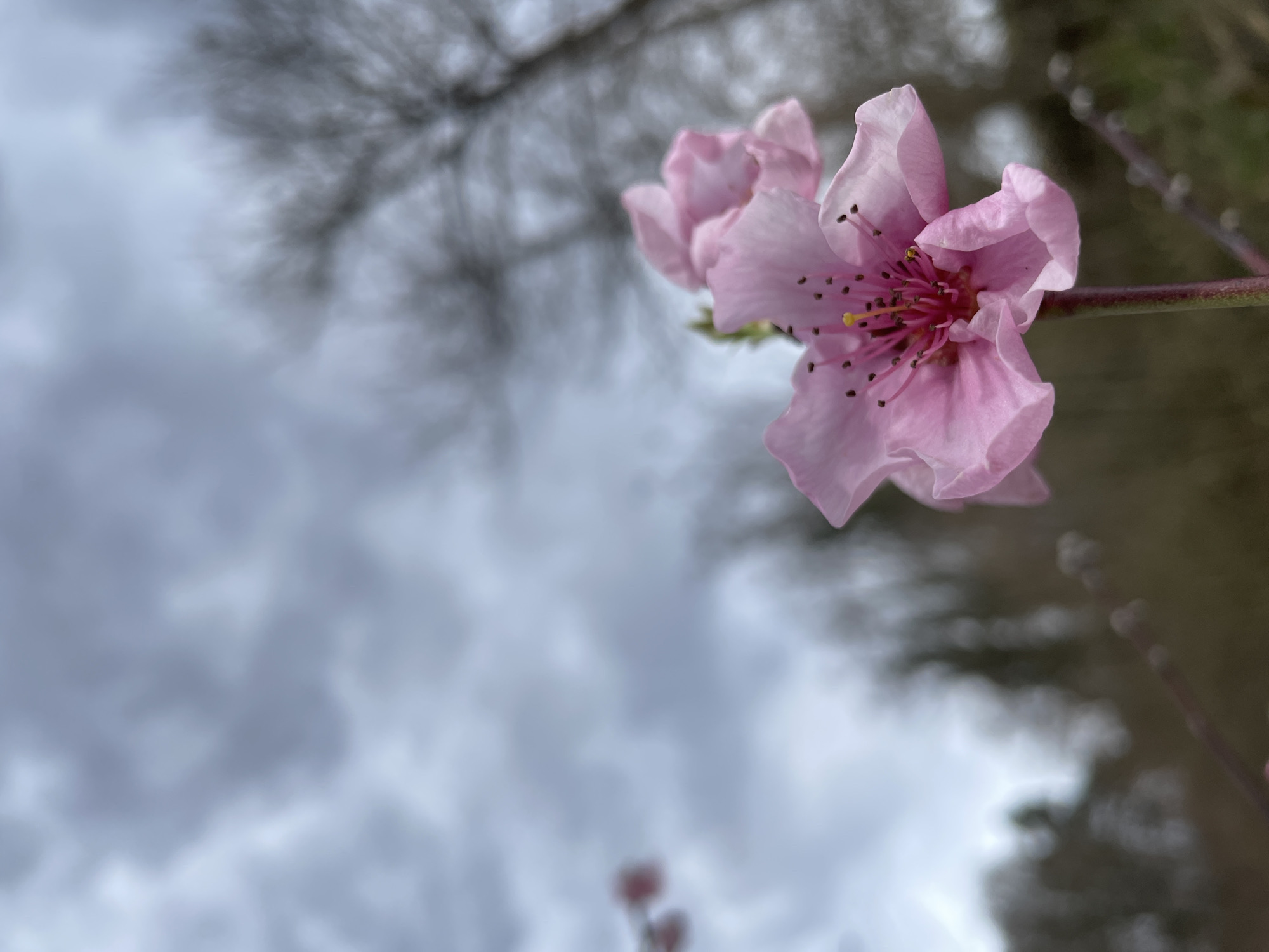 A close-up photograph shows a light pink flower in bloom. The flower has multiple petals and a dark pink center with visible stamens. A thin brown stem extends from the flower to the right of the frame, with other small buds visible on the stem. The background is blurred, showing a cloudy sky with branches of a tree or bush visible at the top. The photograph has high contrast, with the flower in sharp focus against the soft background. The image appears to have been taken outdoors on an overcast day. The location (Zlatograd, Bulgaria) cannot be confirmed as it cannot be derived from the image.