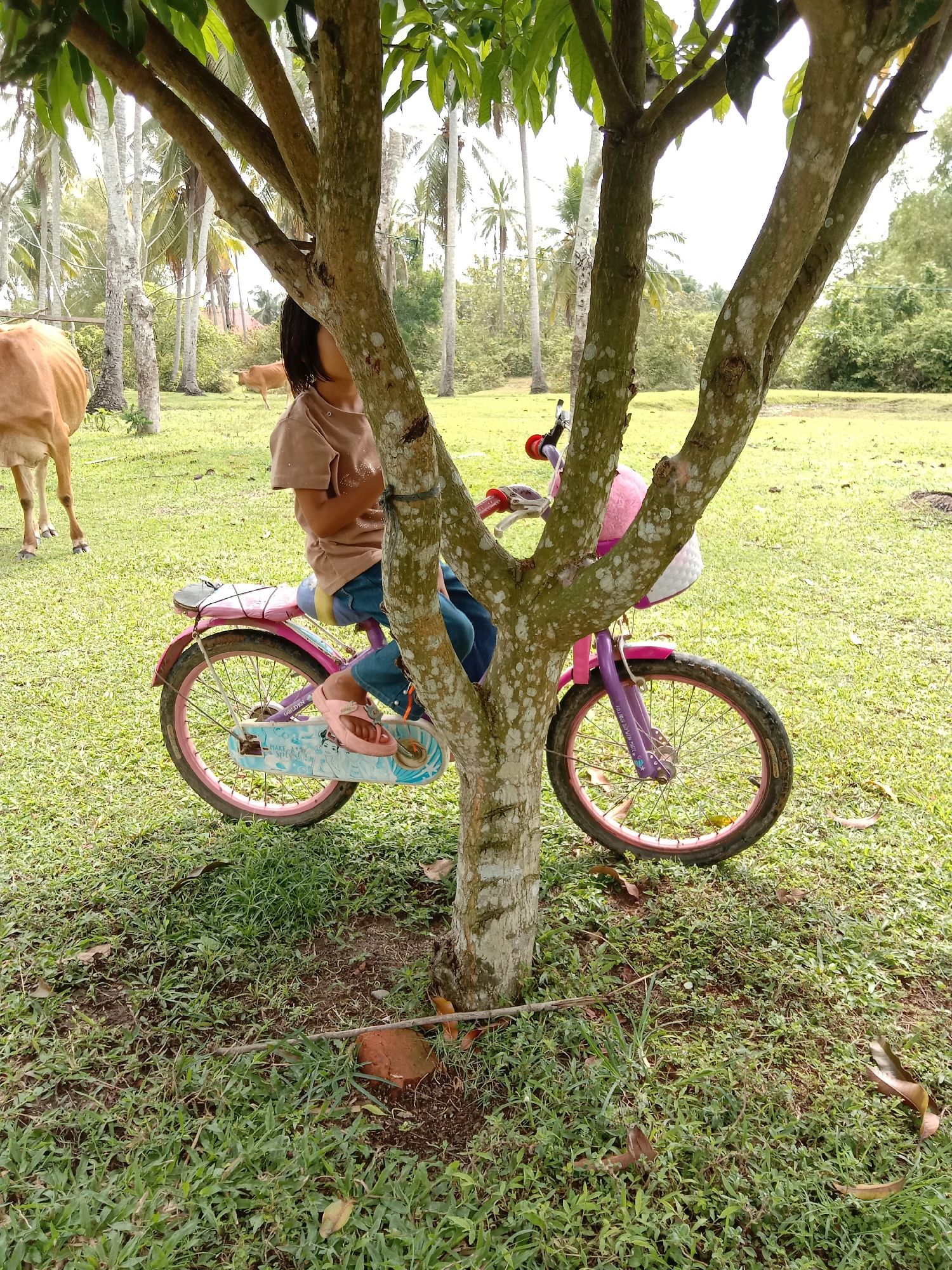 In Blangkarieng, Indonesia, a child sits on a pink and purple bicycle propped against the trunk of a tree in a grassy field. The child wears a brown shirt, blue jeans, and pink sandals. A cow stands in the background on the left. Coconut trees are visible in the distance. The ground is covered with grass and scattered leaves. A piece of brick lies near the base of the tree.