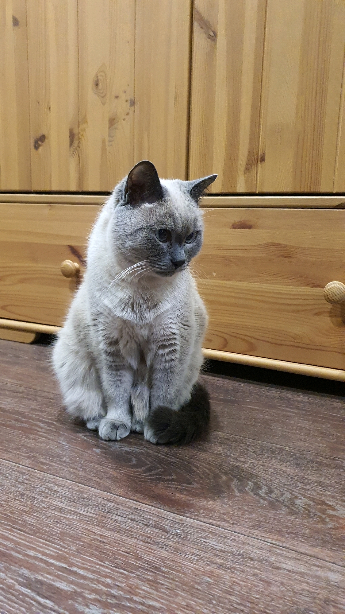 A light gray and cream colored cat with dark gray points on its ears, face and tail is sitting on a dark brown wooden floor in front of a light brown wooden dresser with several drawers. The cat is facing to the right, looking down. The dresser has wooden knobs on the drawers. The scene is indoors. This image was taken in Krasnoyarsk, Russia.