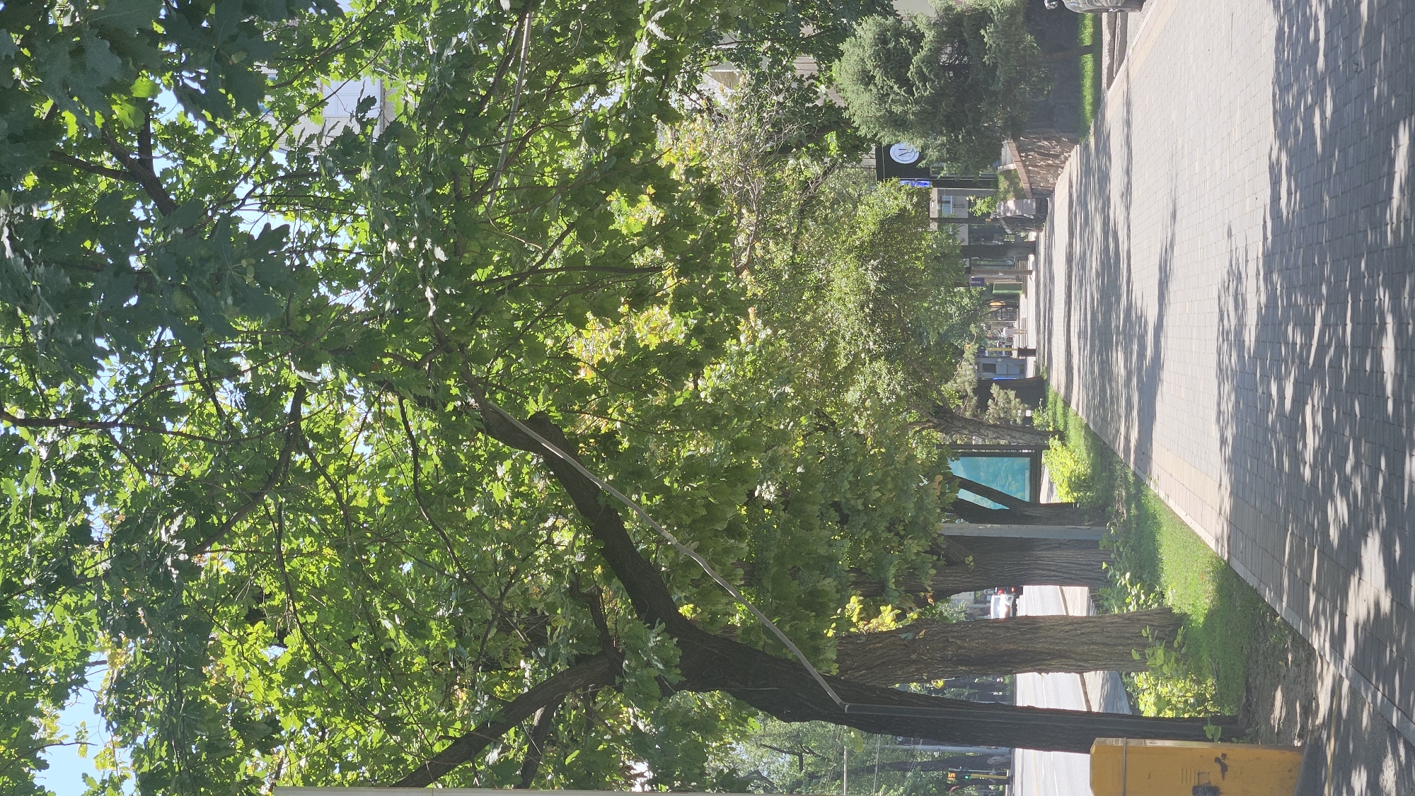 The image depicts a tree-lined pedestrian walkway with a paved surface of interlocking grey bricks. The walkway runs alongside a street with vehicular traffic visible, including cars. Lush green trees with dense foliage overhang the walkway, casting dappled shadows on the brick surface. To the left of the walkway, there is a strip of grass and a yellow bin. The street features a road with traffic lights and buildings in the background. The scene appears to be a well-maintained urban environment in the city of Almaty, Kazakhstan, likely on a sunny day.