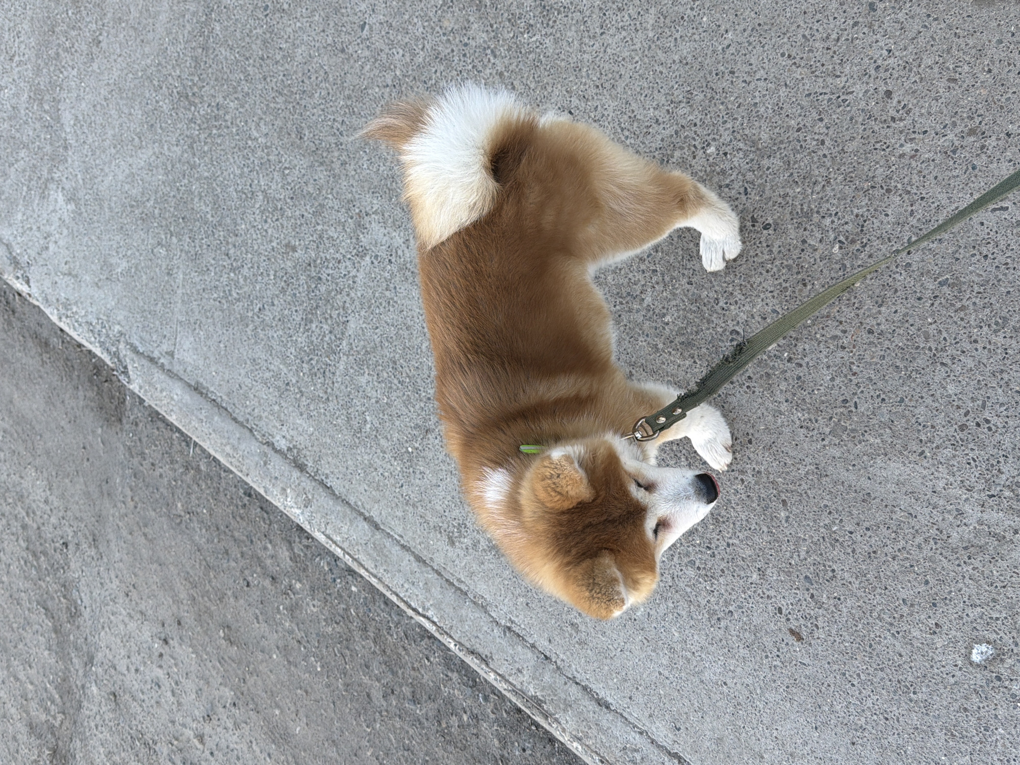 An overhead shot captures a small to medium-sized dog lying peacefully on a grey concrete surface. The dog features reddish-brown fur on its back, head, and upper legs, contrasted with white fur on its chest, belly, paws, and the tip of its curled tail. Its eyes are closed, suggesting it is resting or asleep. A green collar is visible around its neck, connected to an olive-green leash that extends out of frame to the right. The concrete ground has a granular texture, indicative of a paved outdoor area such as a sidewalk or path. A distinct edge or curb runs diagonally along the bottom-left portion of the frame, marking a change in elevation or surface. The lighting is bright and even, characteristic of daytime conditions, and there are no harsh shadows. The dog's tranquil expression and relaxed posture are notable. No visible text is present in the image. The scene depicts a serene moment outdoors in an urban or suburban setting, specifically in Chaikovsky, Russia.