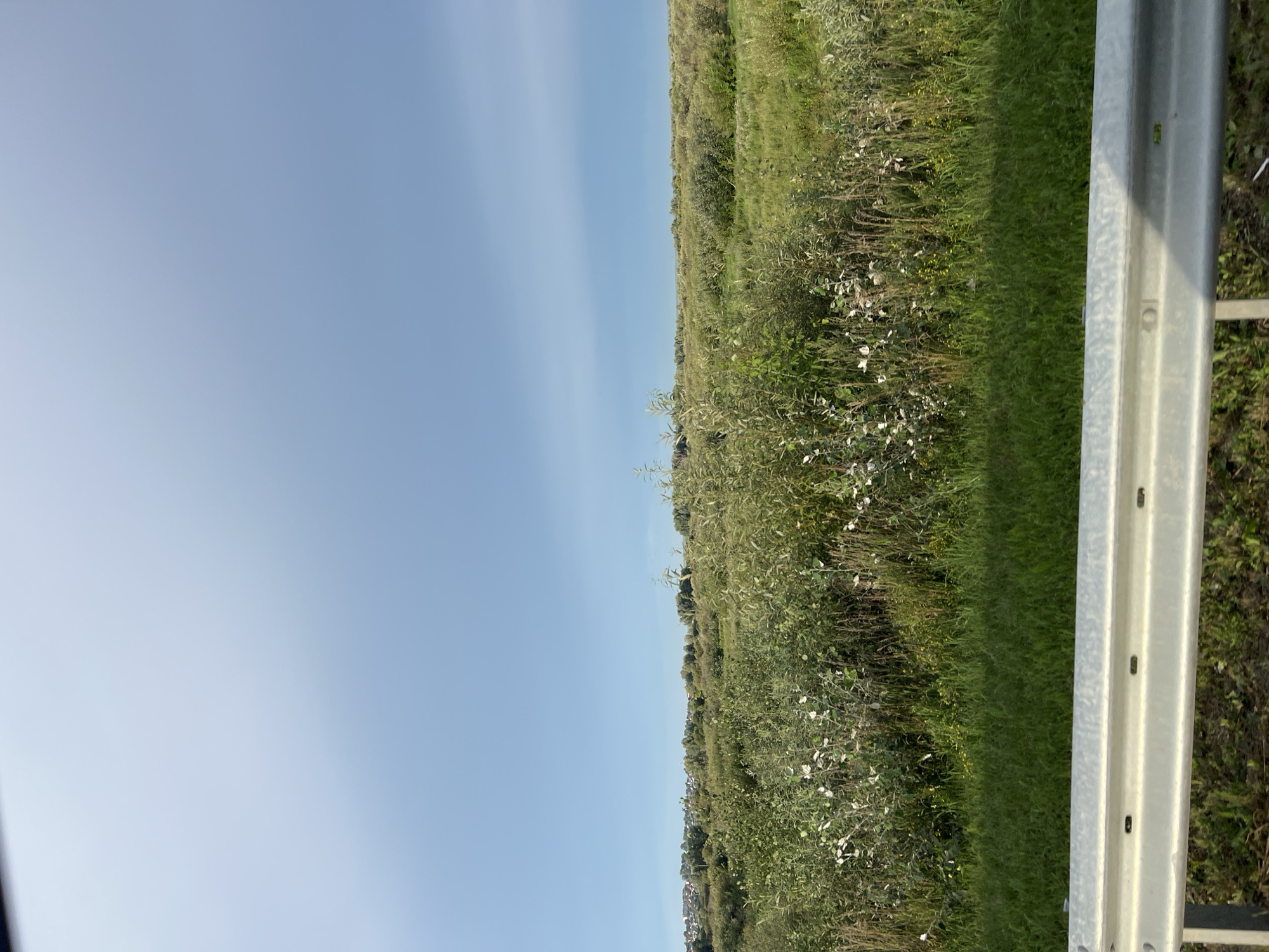 A horizontal, medium shot captures a rural landscape under a clear, pale blue sky. In the foreground, a section of a silver, metal guardrail runs across the bottom of the frame, partially obscuring a patch of green grass and some dry, brown brush. Beyond the guardrail, a field of lush green grass gives way to an expanse of dense, wild vegetation, characterized by various shades of green foliage, tall stalks, and clusters of small, white wildflowers. In the distance, a line of trees and buildings forming a small town or village is visible on a slightly elevated horizon. The overall impression is one of a natural, undeveloped area within or on the outskirts of a settlement, likely in the region of Bol'shoi Oesh, Russia. There are no people or animals present in the image.