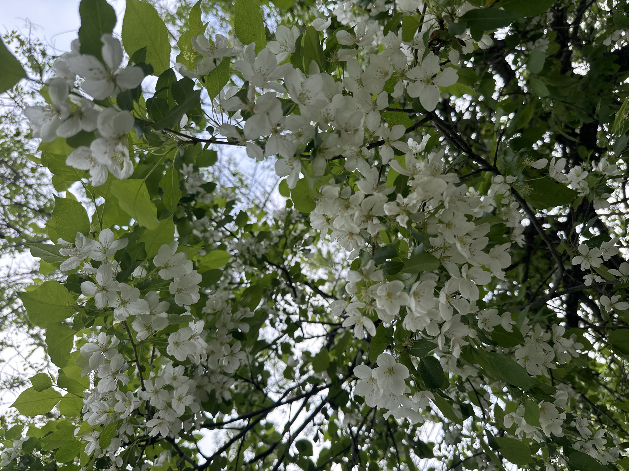 The image shows a view looking upwards through a tree canopy in Khabarovsk, Russia. The trees are in full bloom, with clusters of white flowers and green leaves filling most of the frame. Branches are visible crisscrossing the view, and patches of blue sky can be seen through the foliage.
