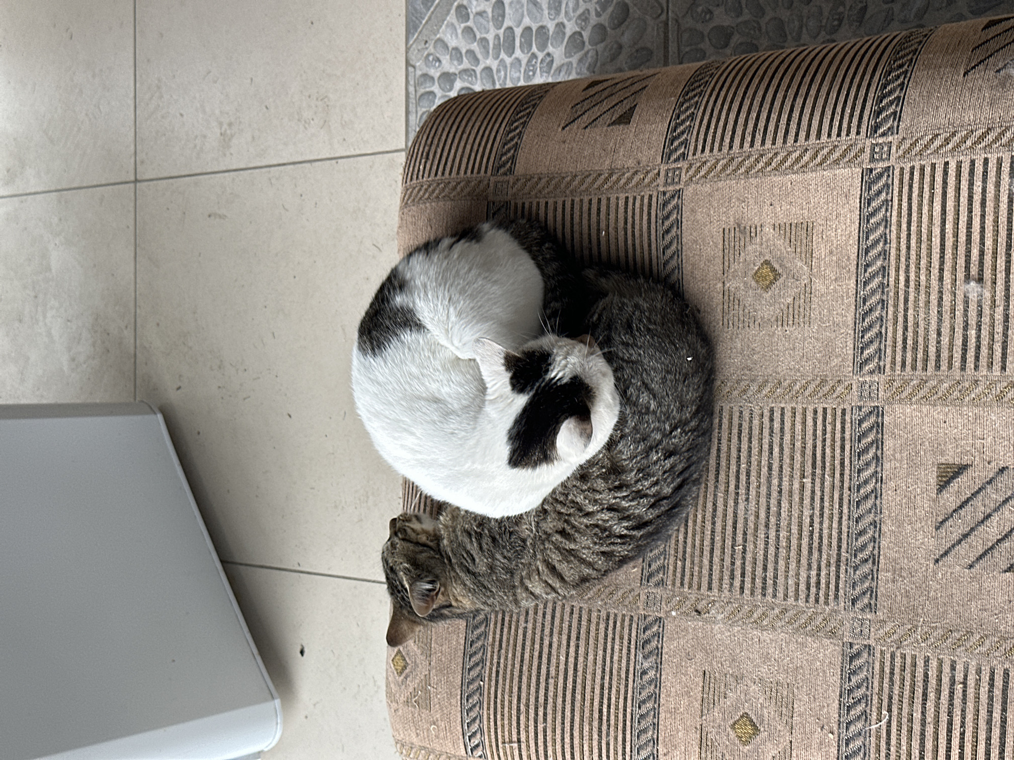 A high-angle, medium shot shows two cats curled up together on a patterned chair. The chair features a tan and brown striped fabric with square-shaped patterns. One cat is predominantly white with black markings, while the other is a tabby cat with brown and gray stripes. They are curled in a yin and yang manner. To the left of the chair, the floor is covered in light-colored square tiles. The top of the image displays tiles with small stones and a pale gray object.
There is no information about the location in the city of Kursk, Russia, from the image.