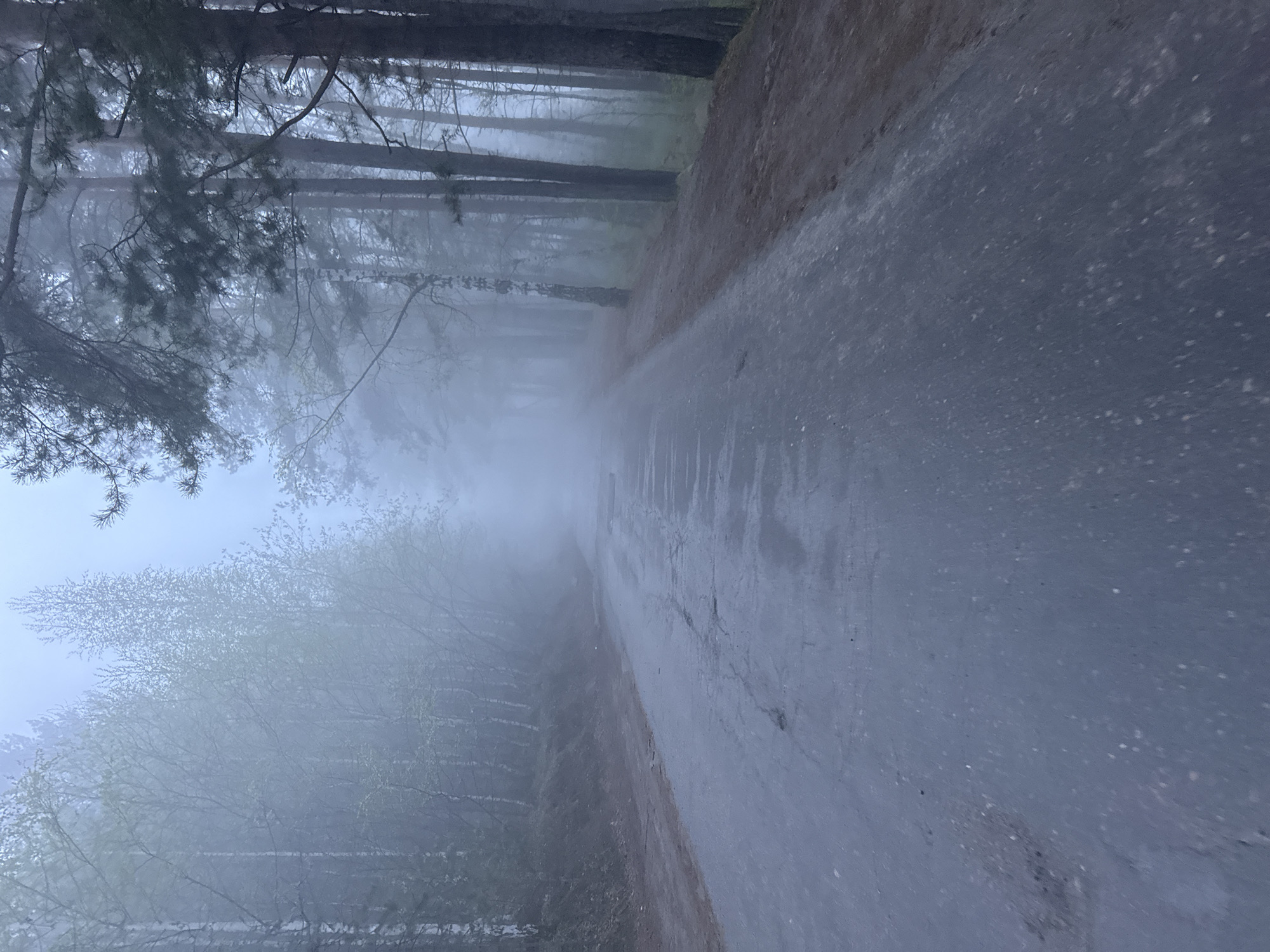 The image shows a road in a forest shrouded in heavy fog. The location is the city of Dom Otdykha Zolotoy Plyazh, Russia. The road surface appears wet, possibly from rain or condensation due to the fog. Trees line both sides of the road, disappearing into the mist. The fog obscures the distance, limiting visibility. There are no people, subjects, objects, actions, or interactions visible in the scene.