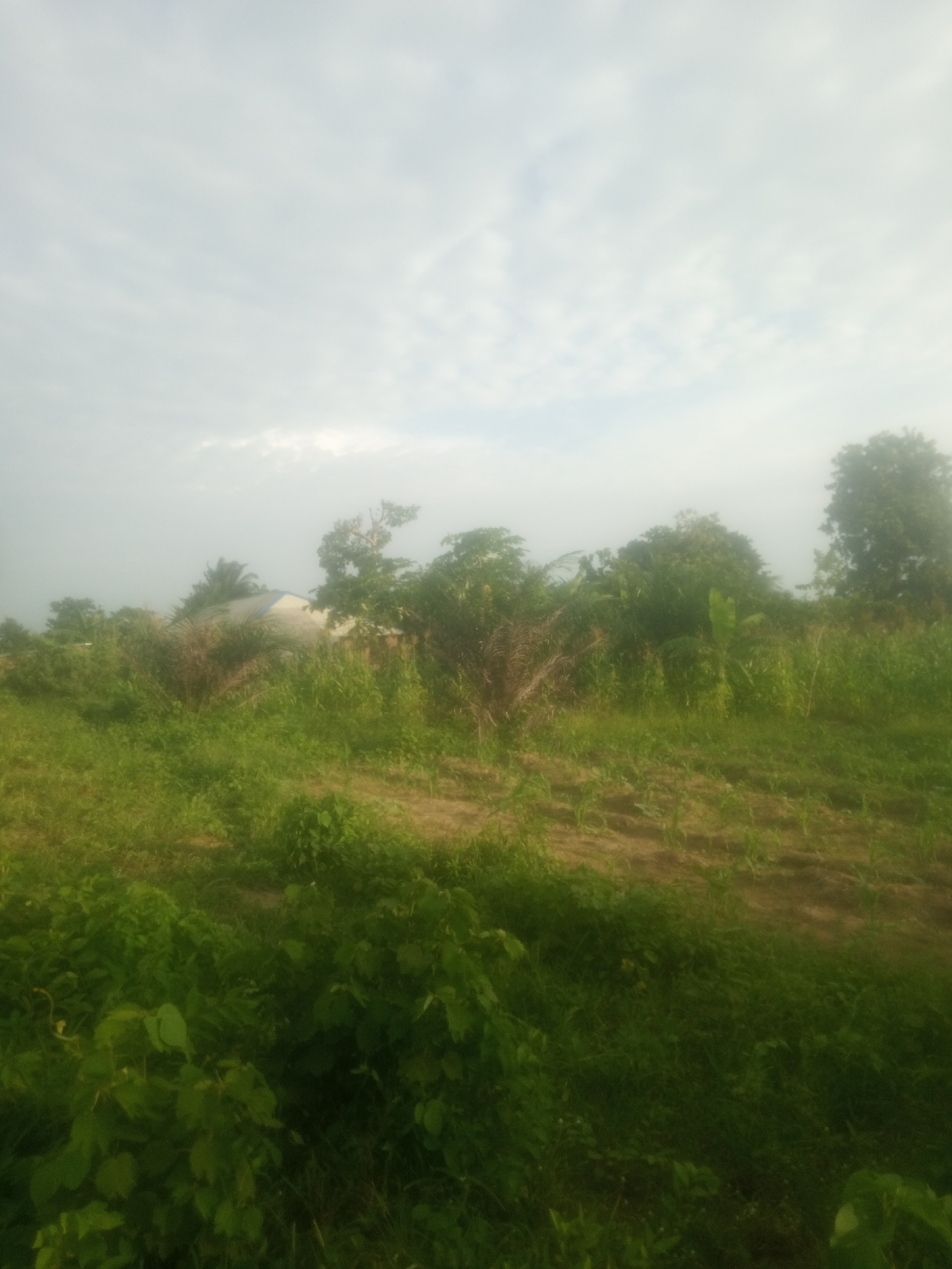 The image depicts a slightly overcast sky above a rural landscape in Serti, Nigeria. In the mid-ground, a single-story building with a light-colored roof and blue trim is partially obscured by dense green vegetation and several trees. Some of the vegetation appears to be crops, with rows of young plants visible in the foreground and mid-ground. The overall environment is natural and undeveloped, with no visible human presence. The lighting suggests it is either early morning or late afternoon.