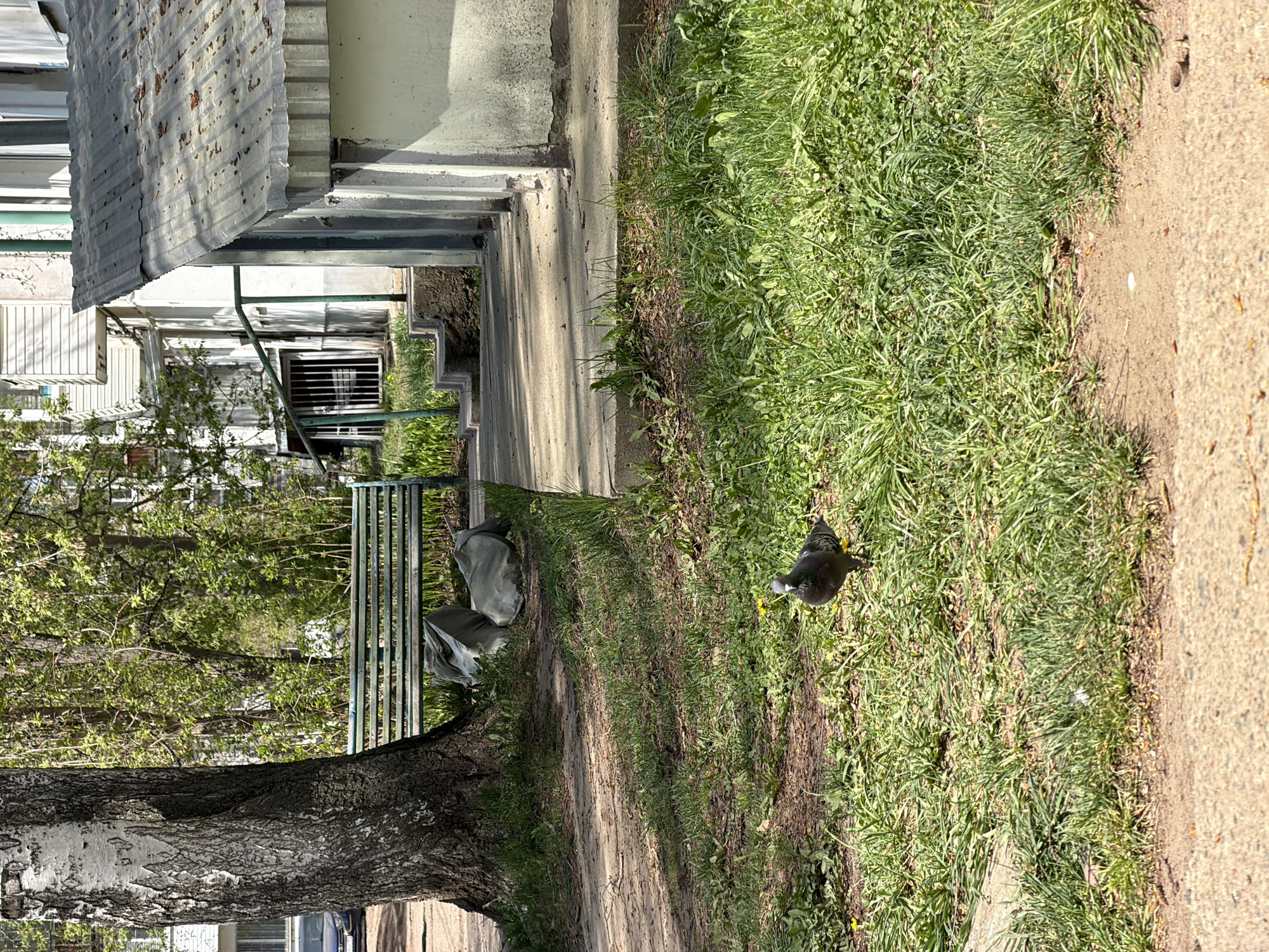 The image depicts a street scene in what appears to be a residential area in Chaikovsky, Russia. The view is oriented such that a sidewalk borders a patch of green grass on the right. A pigeon is visible in the grass, pecking at the ground. To the left of the grass, a dirt path runs alongside a tree. Adjacent to the tree is a metal bench with two objects covered in tarpaulins behind it. Further to the left, there's a building with a corrugated metal roof and a set of stairs leading up to it. The building appears to have at least one barred window. Sunlight casts shadows across the ground, suggesting it is daytime. The scene appears to be quiet and still, with no people visible in the immediate vicinity.
