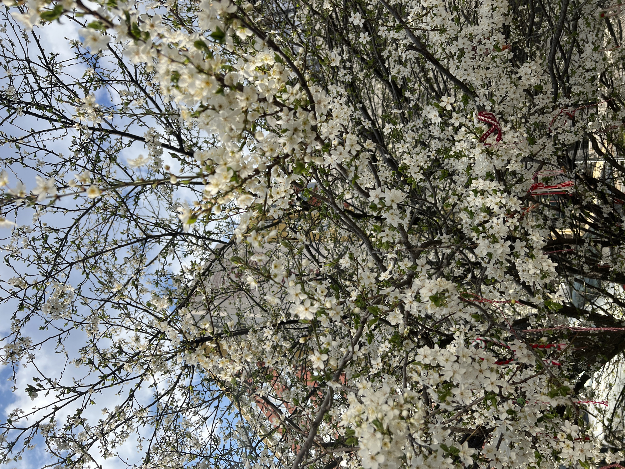 The image presents a dense foreground of a blooming deciduous tree, its branches covered in numerous small white flowers and emerging green leaves, viewed against a partially cloudy blue sky. Tied to various branches are multiple traditional Bulgarian Martenitsa, characterized by red and white woven threads; one Martenitsa features a small green smiley-face charm, and another displays a yellow spherical bead. Through the blossoming foliage in the background, a large, light-colored building with a distinctive central dome and tower structure is partially visible. This architectural landmark is positively identified as the Saint Nedelya Church, located in the city center of Sofia, Bulgaria. Further obscured by the tree are hints of additional building facades and the faint outlines of vehicles in the lower background. No individuals are present in the scene.