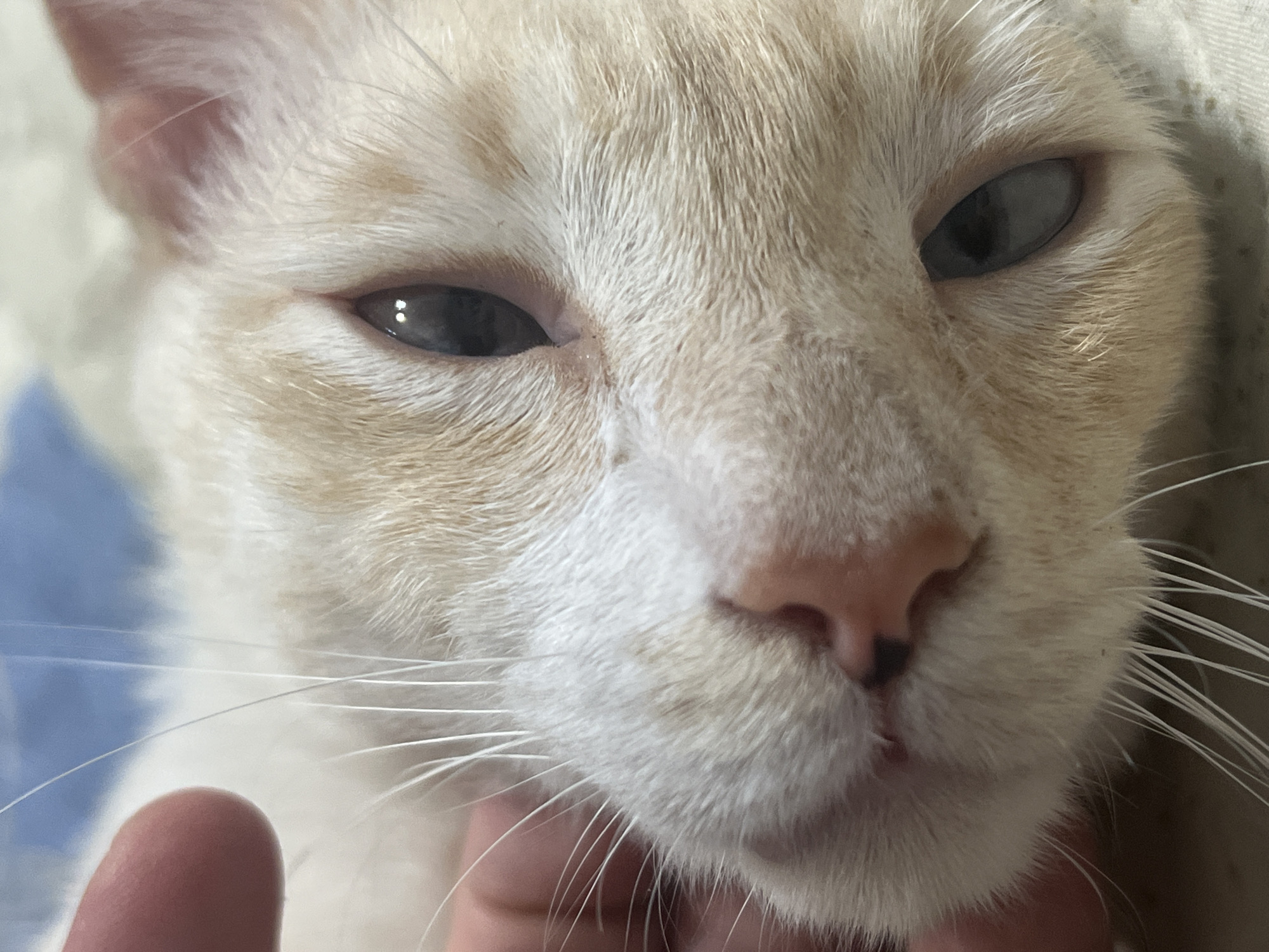 The image is a close-up portrait of a cat's face. The cat has cream-colored fur with subtle orange tabby markings around its eyes and forehead. Its eyes are open and appear to be a greyish-blue color, with two small reflections of light visible in each pupil. The cat's nose is pink with dark nostrils. A few strands of white whiskers are visible on either side of its nose and mouth. The cat's expression is relaxed, with its eyes slightly narrowed and its mouth closed, giving it a somewhat sleepy or content appearance. A person's finger is visible in the lower left and right portions of the frame, gently stroking or holding the cat's chin and cheek area, suggesting a moment of affection or comfort between the animal and its owner. The background is blurred, but appears to be a soft, light-colored fabric, possibly a blanket or bedding, with a hint of blue on the left side. The lighting is soft and natural, suggesting the photograph was taken indoors during the daytime. There is no visible text in the image.