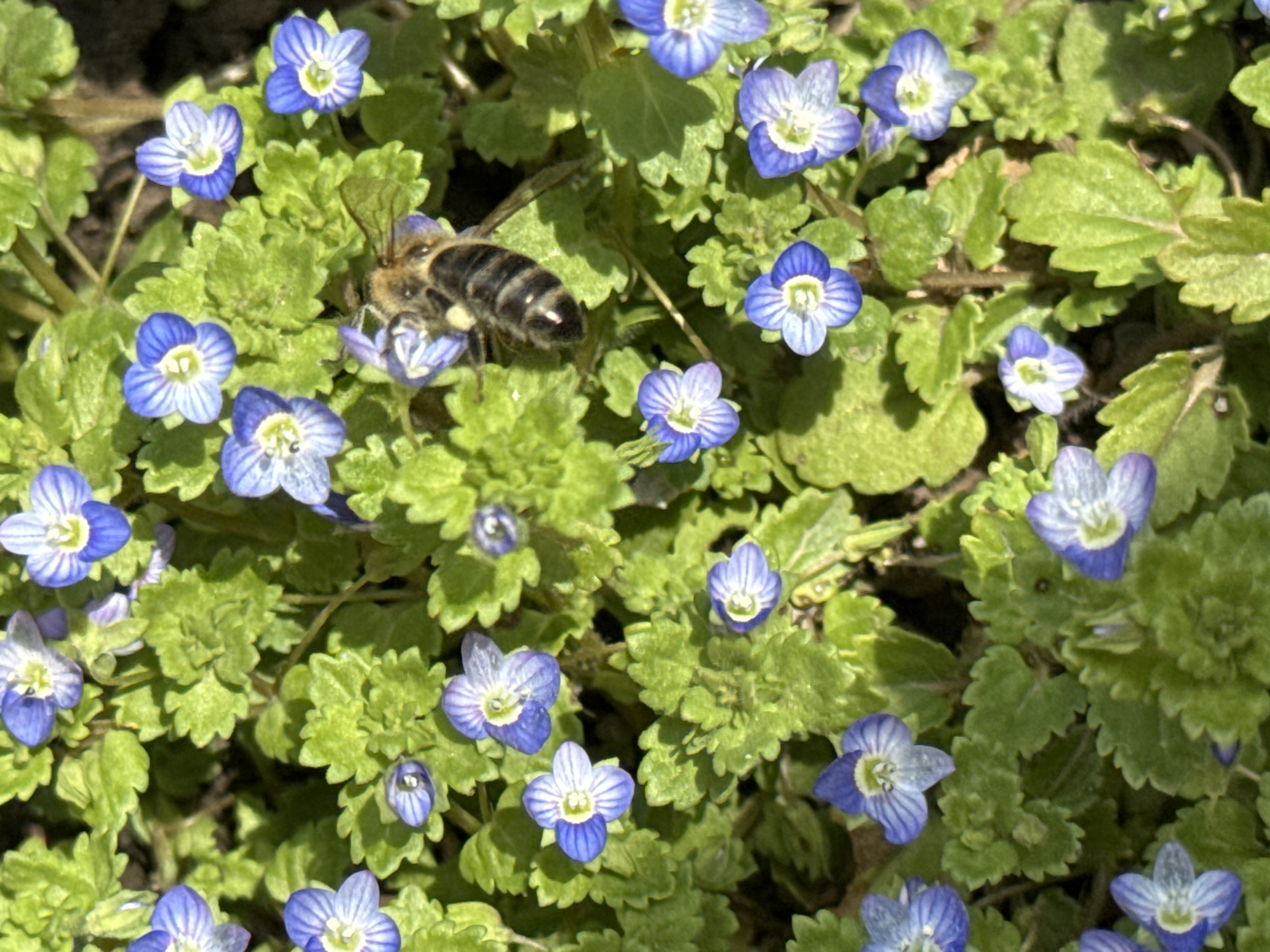 A close-up, overhead view captured in Kuleshovka, Russia, shows a European honey bee (Apis mellifera) positioned atop a small blue flower, with its head and thorax obscuring the flower's center. The bee exhibits distinct dark and light banding on its abdomen and has translucent wings. The surrounding environment is a dense patch of ground cover, consisting of numerous small blue flowers, each typically appearing four-petaled with a prominent white center, interspersed with vibrant green, crinkled leaves. The scene is brightly illuminated by natural light, indicating an outdoor setting, with some shadow interplay visible on the foliage. Dark soil or underlying ground is partially discernible beneath the dense plant growth. No human subjects are present.