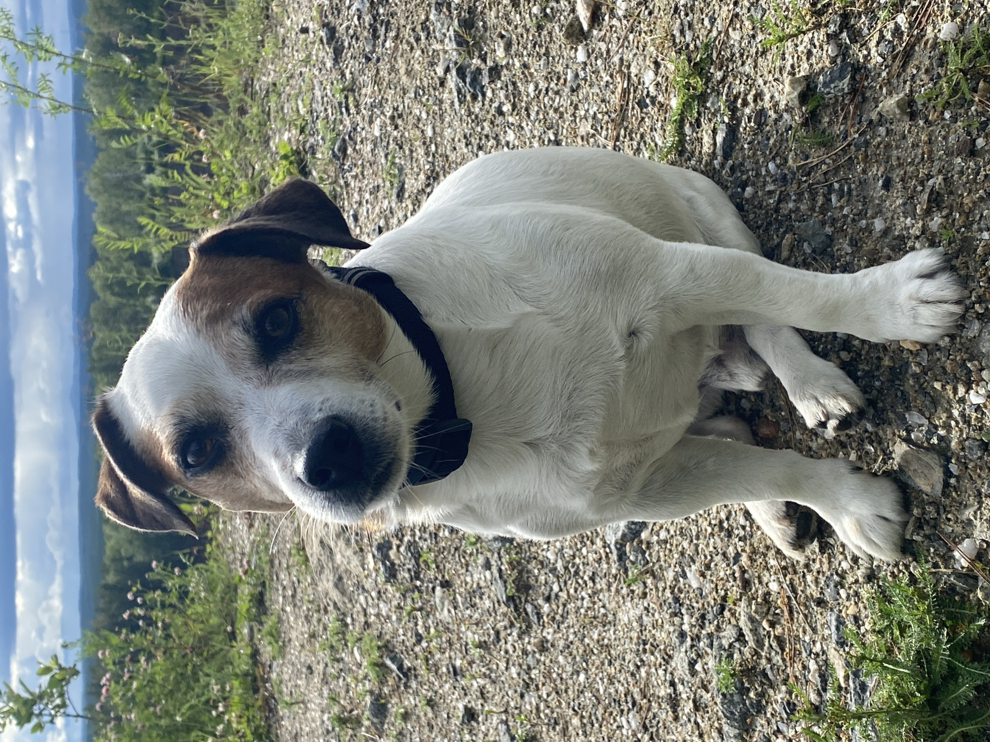 A white and brown Jack Russell Terrier sits on a gravel path outdoors. The dog is wearing a dark collar. Behind the dog, there is a line of green trees and a cloudy sky. The dog's head is tilted slightly to its left. The environment appears to be a natural, undeveloped area, likely a park or trail on the outskirts of a city. There is no indication of Yekaterinburg, Russia in the image itself, nor is there any context provided to suggest this location.