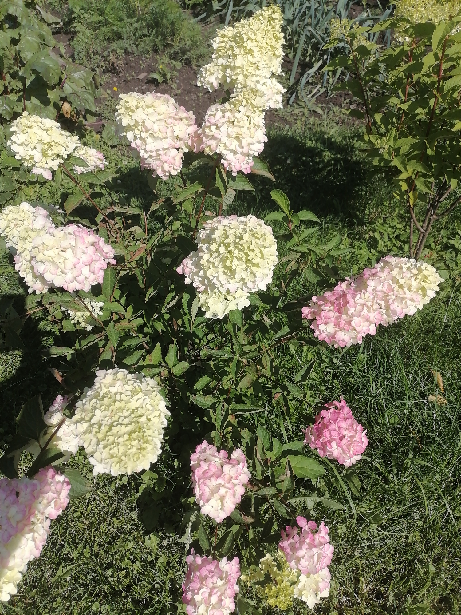 A close-up, eye-level, outdoor shot shows a cluster of blooming hydrangeas in Pecherniki, Russia, on a sunny day. The flowers exhibit a gradient of color, transitioning from pale yellow to a soft pink. They are densely packed in cone-shaped clusters, with individual florets clearly visible. Dark green leaves surround the blooms, some of which are partially shadowed. The background consists of more greenery, including grass and taller plants, suggesting a garden or natural setting. The image has a natural, unedited quality, with the sunlight casting shadows and highlighting textures.