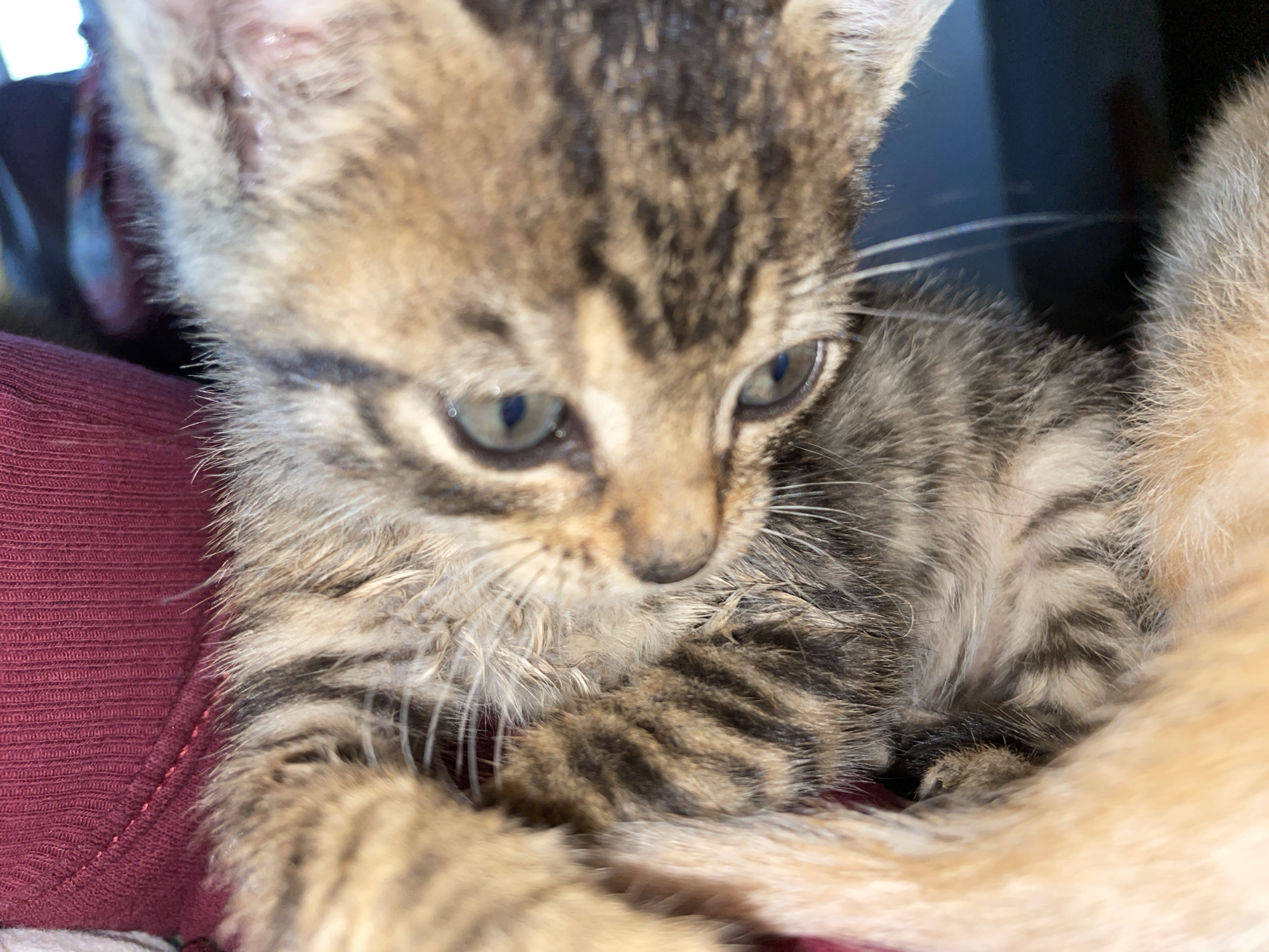 A close-up photograph features a tabby kitten with brownish-grey fur, exhibiting dark stripes on its body and face. The kitten has light-colored eyes with green tints, and its gaze is directed downward. The kitten is resting on a burgundy-colored garment. A lighter-colored tail, possibly belonging to another animal, is visible to the right. The background is out of focus, showing indistinct dark objects. The image was not necessarily taken in Zlatograd, Bulgaria.