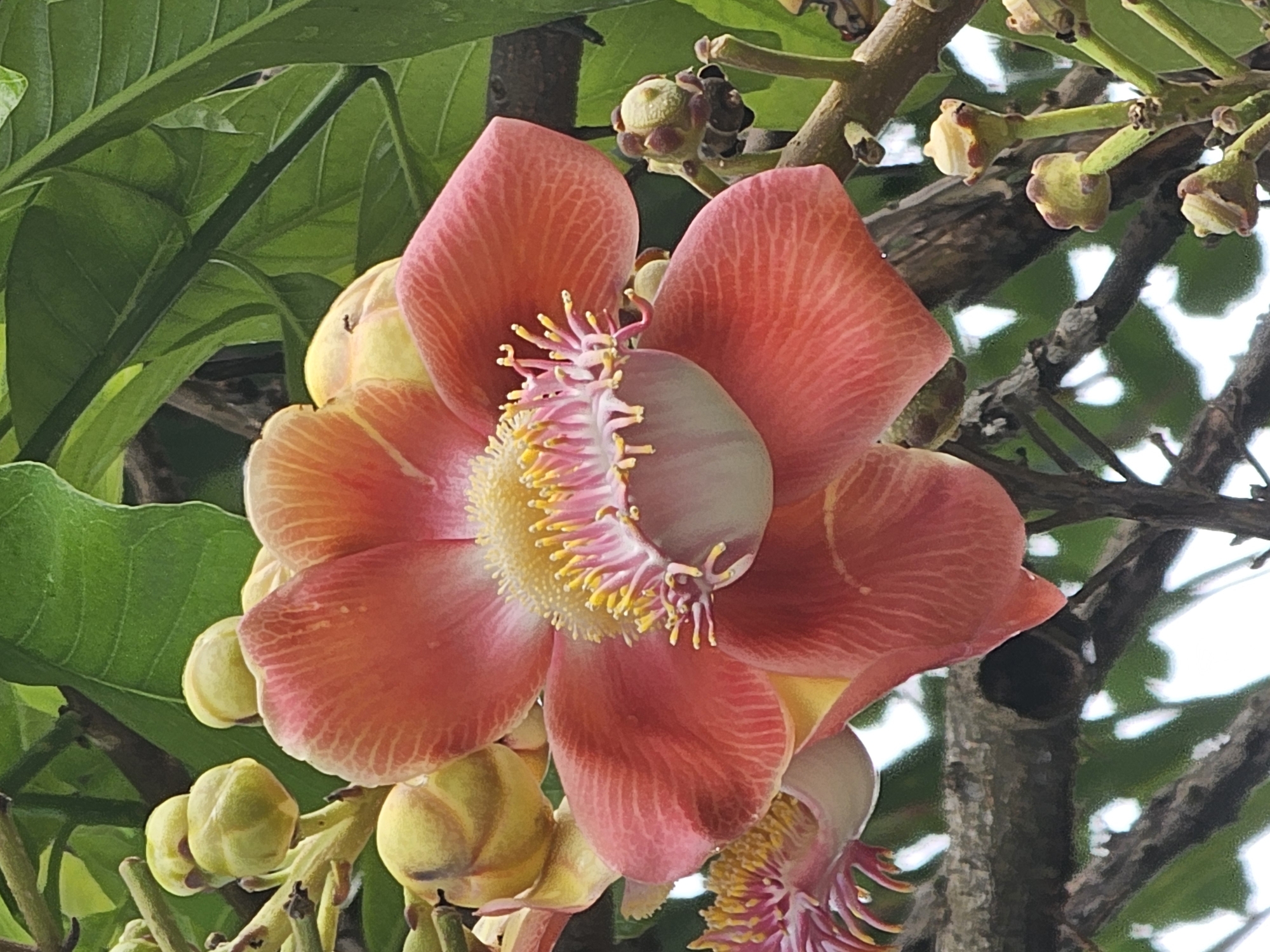 The image showcases a Cannonball Tree flower (Couroupita guianensis), a large, fragrant blossom with salmon-pink petals surrounding a central structure of yellow and pink stamens. The flower is accompanied by unopened buds of the same species. The backdrop includes large green leaves and branches from the tree. Based on the location information, it's likely that the image was captured in Denpasar, Indonesia, where this type of tropical tree is commonly found.