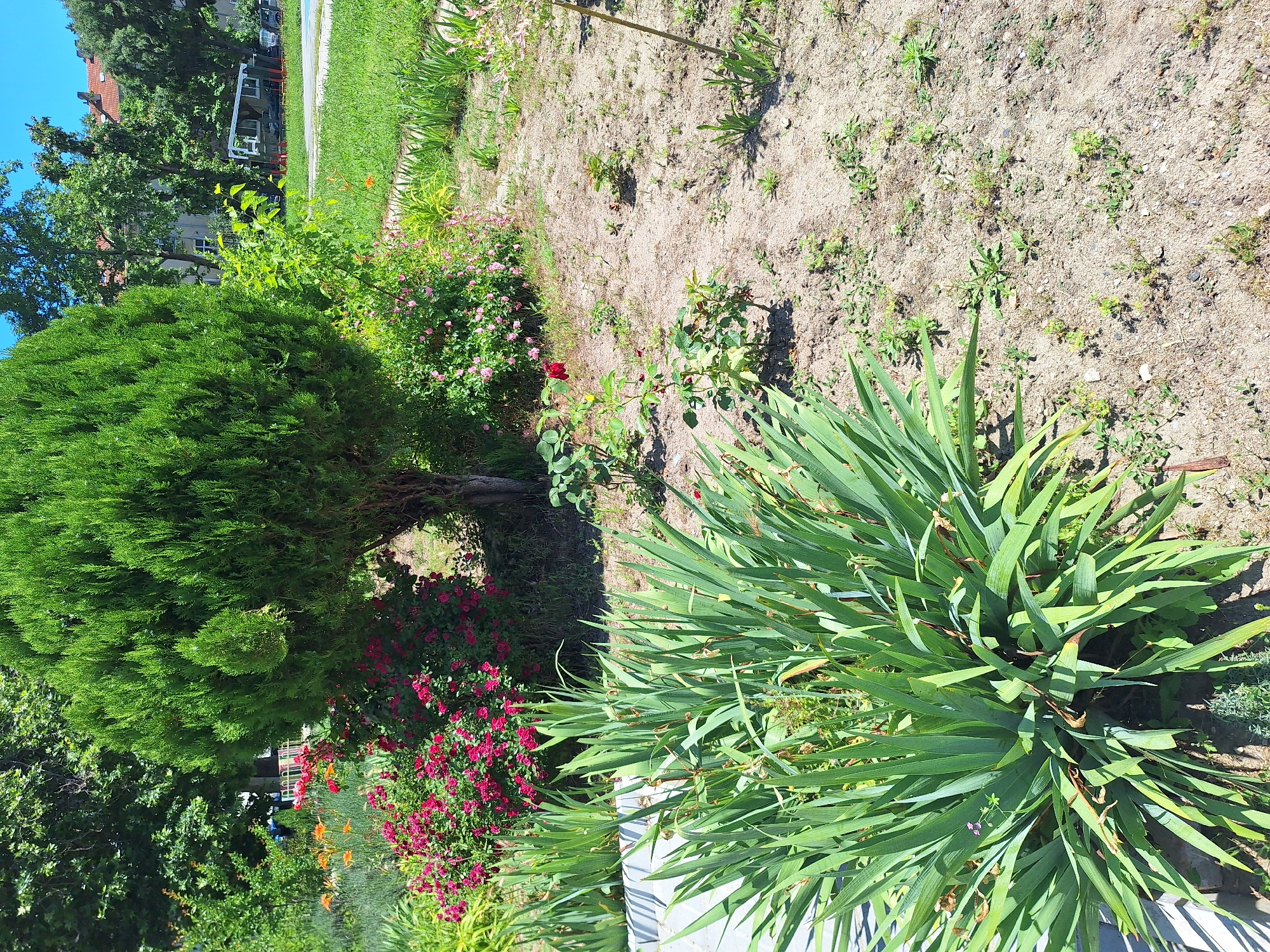 This is an eye-level, vertical, outdoor shot of a garden area within the city of Varna, Bulgaria. In the foreground, a large clump of sword-shaped green leaves, possibly iris, dominates the left side of the frame. Behind this, a dense bush with small, deep pink flowers and some red roses is visible. To the right of the pink flowers, a small rose bush with a single red rose in bloom and several unopened buds is situated. A tall, conical evergreen tree is positioned centrally behind the flowering bushes. The ground is a mix of dry, sandy soil with scattered green weeds and some lighter colored gravel. In the mid-ground and background, beyond the garden, a patch of well-maintained green grass is visible, bordered by a path. Further back, a white bus or RV is parked near a building with red-tiled roofs, suggesting a more urban or park-like setting. The sky is clear and blue.
