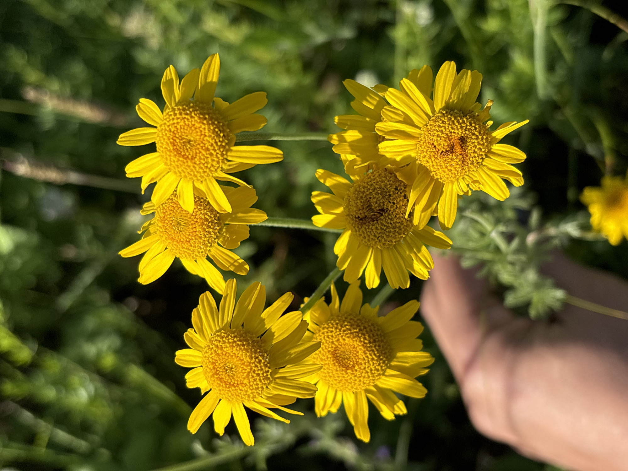 In the foreground of the image, a human hand, appearing to be a person of light skin tone, is visible, positioned towards the lower left corner. The hand is blurred, suggesting it is either out of focus or in motion.
The primary subjects of the image are several bright yellow flowers, likely of the daisy family, with prominent, textured orange-yellow centers. These flowers are arranged in a cluster, with some in sharp focus and others slightly out of focus. The petals are elongated and pointed.
The background consists of lush, green foliage, indicating an outdoor, natural setting. The lighting suggests it is daytime, with sunlight illuminating the flowers and casting some shadows.
The image does not contain any information that would allow for the identification of a specific location within the city of Ольховка, Russia. The scene depicts a close-up view of flowers and a hand in a natural environment.