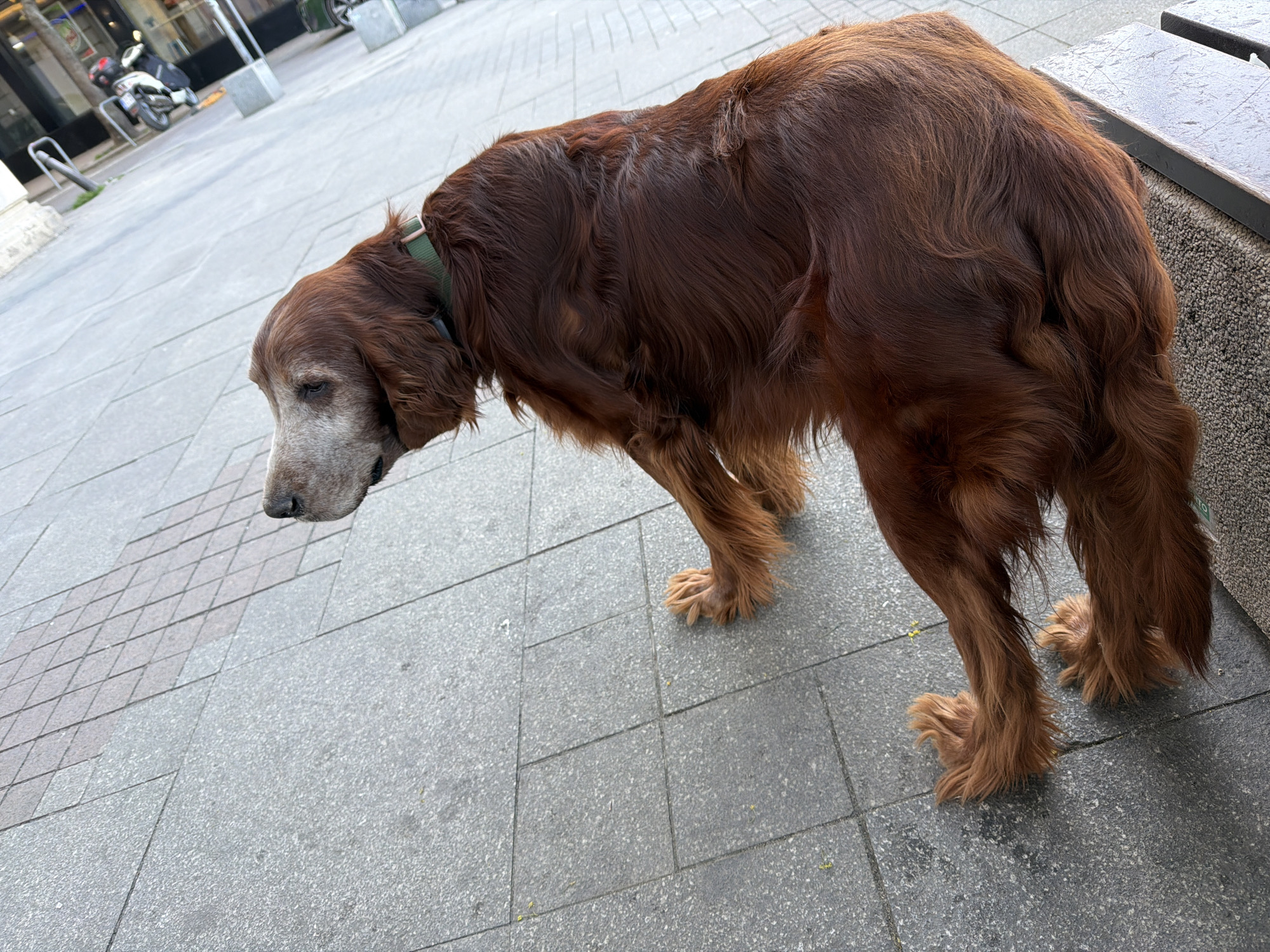 An eye-level outdoor shot depicts an elderly, reddish-brown dog, possibly an Irish Setter given its long, wavy fur, standing on a paved urban sidewalk. The dog, positioned towards the right of the frame, faces left with its head lowered, looking downwards. Its muzzle and areas around its eyes are significantly grayed, indicating old age. A simple green collar is visible around its neck.
The dog's long, feathery fur is prominent, particularly on its legs and tail area. It stands with all four paws on the light gray pavement, which is composed of large, rectangular and square tiles. Some sections of the pavement, seen in the upper left, feature darker gray tiles arranged in a diamond pattern.
In the blurred background on the left, an urban setting includes a white scooter or motorcycle parked near what appears to be a metal bicycle rack. Further right, a textured concrete or stone bench or ledge is partially visible. The lighting is soft and even, suggesting either an overcast day or early morning/late afternoon, as there are no harsh shadows. The scene captures a quiet moment of the elderly dog in an urban environment. No visible text is present in the image.