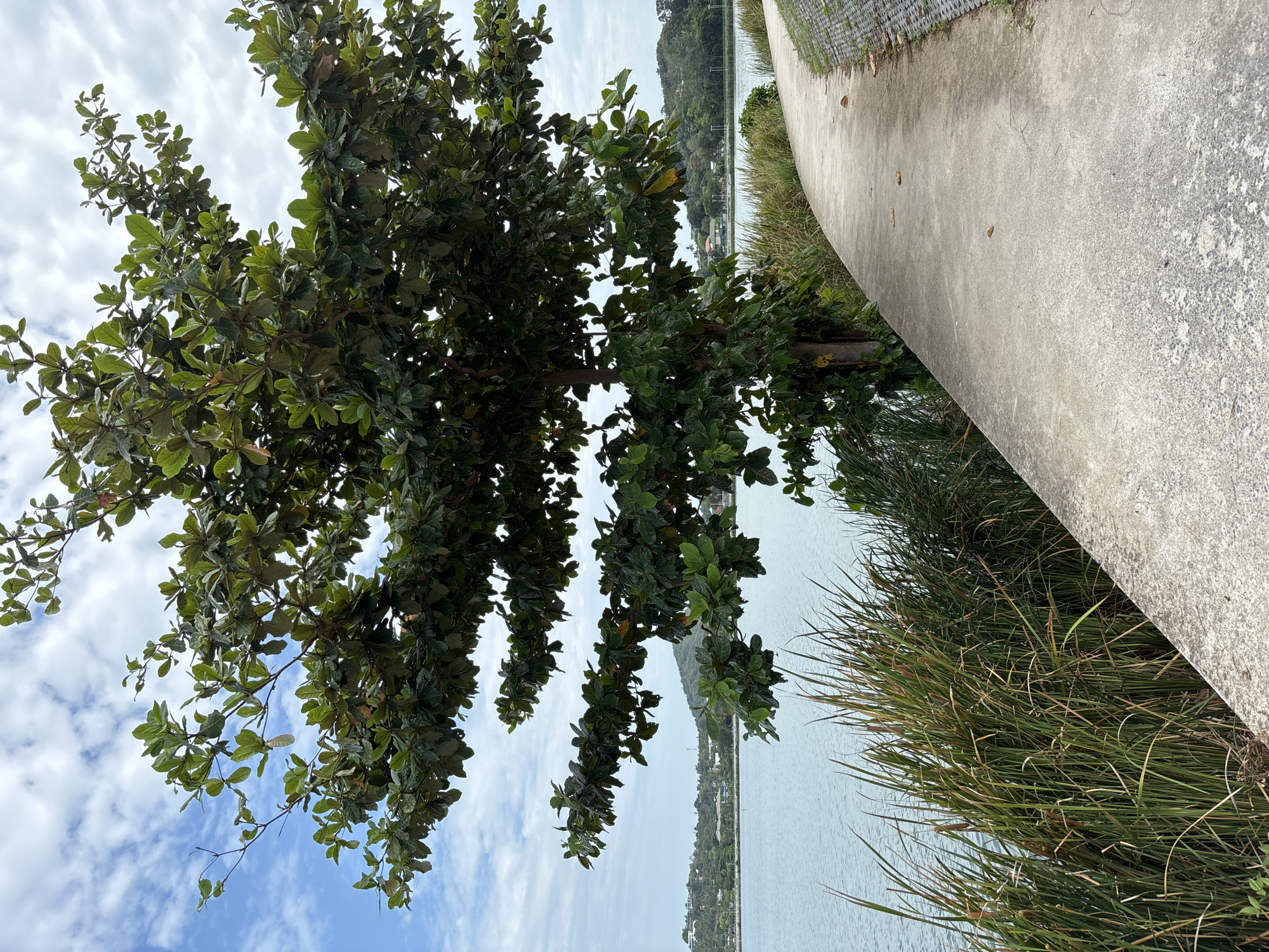 The image shows a concrete path next to a body of water, possibly the ocean, in Baan Chaweng, Thailand. There is a tree with green leaves on the left side of the image, partially obstructing the view of the sky with white clouds. Tall grass grows between the path and the water. A view of land with buildings and vegetation is visible across the water. The image is rotated counterclockwise.