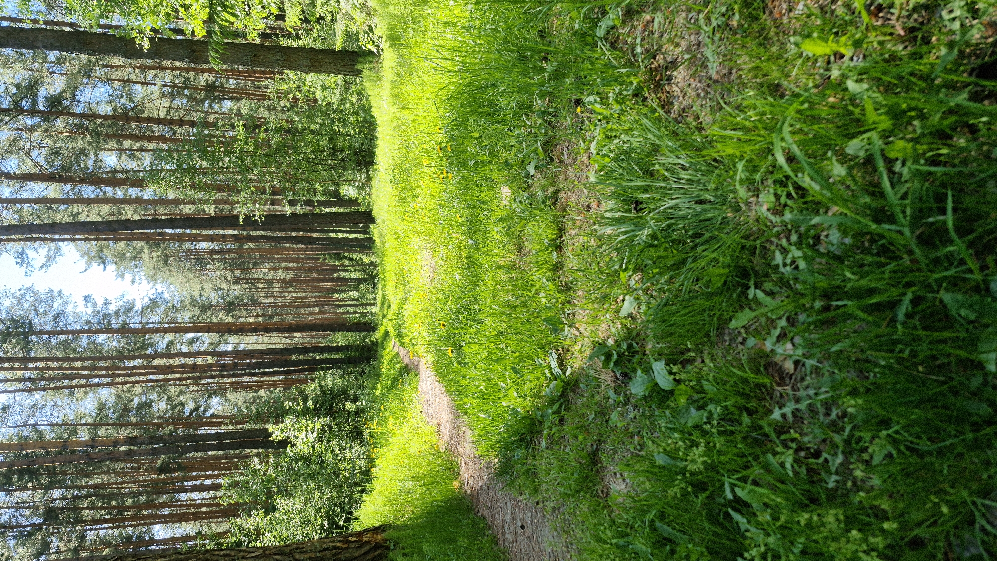 A dirt path bisects a grassy field and a dense pine forest. The forest to the left is composed of tall, closely-spaced pine trees reaching for the sky, which is visible through the upper branches. Sunlight filters through the trees, creating dappled shadows on the forest floor and path. The grass to the right of the path is thick and lush. The location is an outdoor area, probably in a park or rural setting.