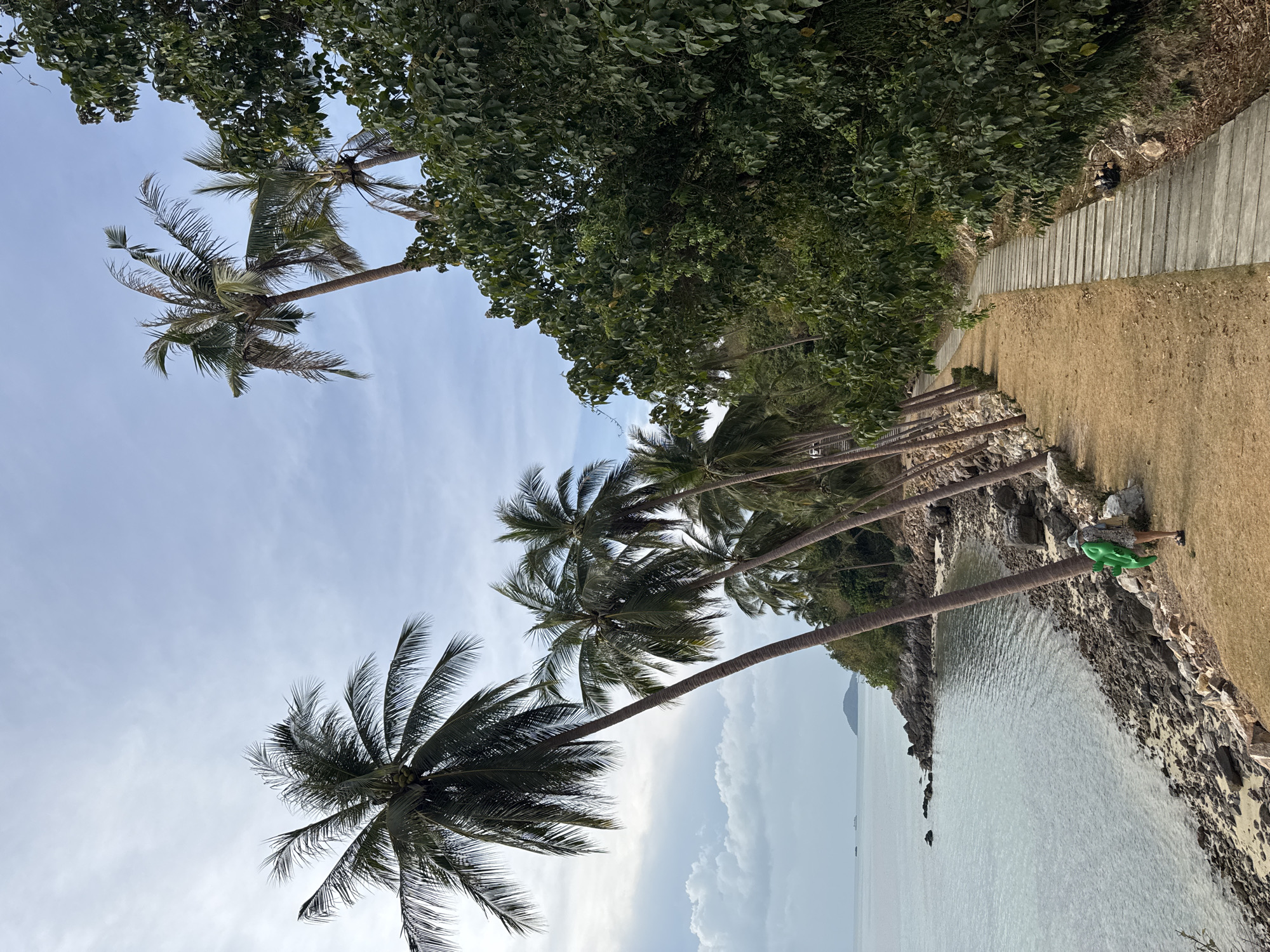 The image captures a serene tropical coastal landscape at Baan Taling Ngam, Thailand, under a bright, partly cloudy sky. Numerous tall palm trees, laden with coconuts, line the shore, their fronds a vibrant green against the pale blue sky. Many of these trees lean dramatically over the tranquil, light blue-green water that dominates the right side of the frame.
On the left, a well-constructed light-colored wooden boardwalk extends into the distance, running parallel to the coast. It is bordered by an expanse of dry, yellowish-brown grass and dense, green tropical foliage and bushes further inland. The shoreline itself is rocky, with jagged grey rocks forming the transition to the calm sea.
One person is visible in the midground, standing on the rocky edge or grassy area near the water. They are wearing a white cap, a light top, and dark bottoms, and are holding a large, bright green inflatable toy, possibly a dinosaur or crocodile. The scene suggests a relaxed, leisurely activity on a clear, pleasant daytime, with distant landmasses and faint silhouettes of boats visible on the horizon. There is no visible text in the image.