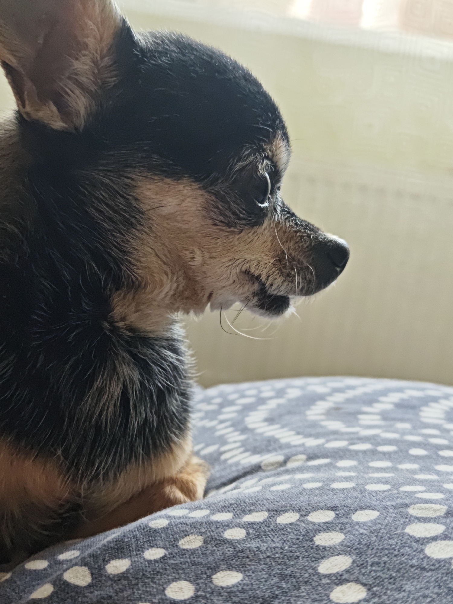 This media file is a close-up, profile view of a small dog, likely a Chihuahua, sitting on a patterned cushion. The dog is black and tan with some graying fur around its muzzle, suggesting it might be an older dog. Its fur appears slightly damp. The dog is looking intently to the right, with its ears perked up. Its nose and mouth are clearly visible, and a few white whiskers stand out. The cushion beneath the dog has a repeating pattern of white dots arranged in a circular or spiral motif on a dark gray background. The background of the image is softly lit and appears to be a window with diffused light coming through, possibly indicating daytime. There is no visible text in the image. The overall impression is one of a quiet, indoor moment, capturing the dog's focused gaze.
