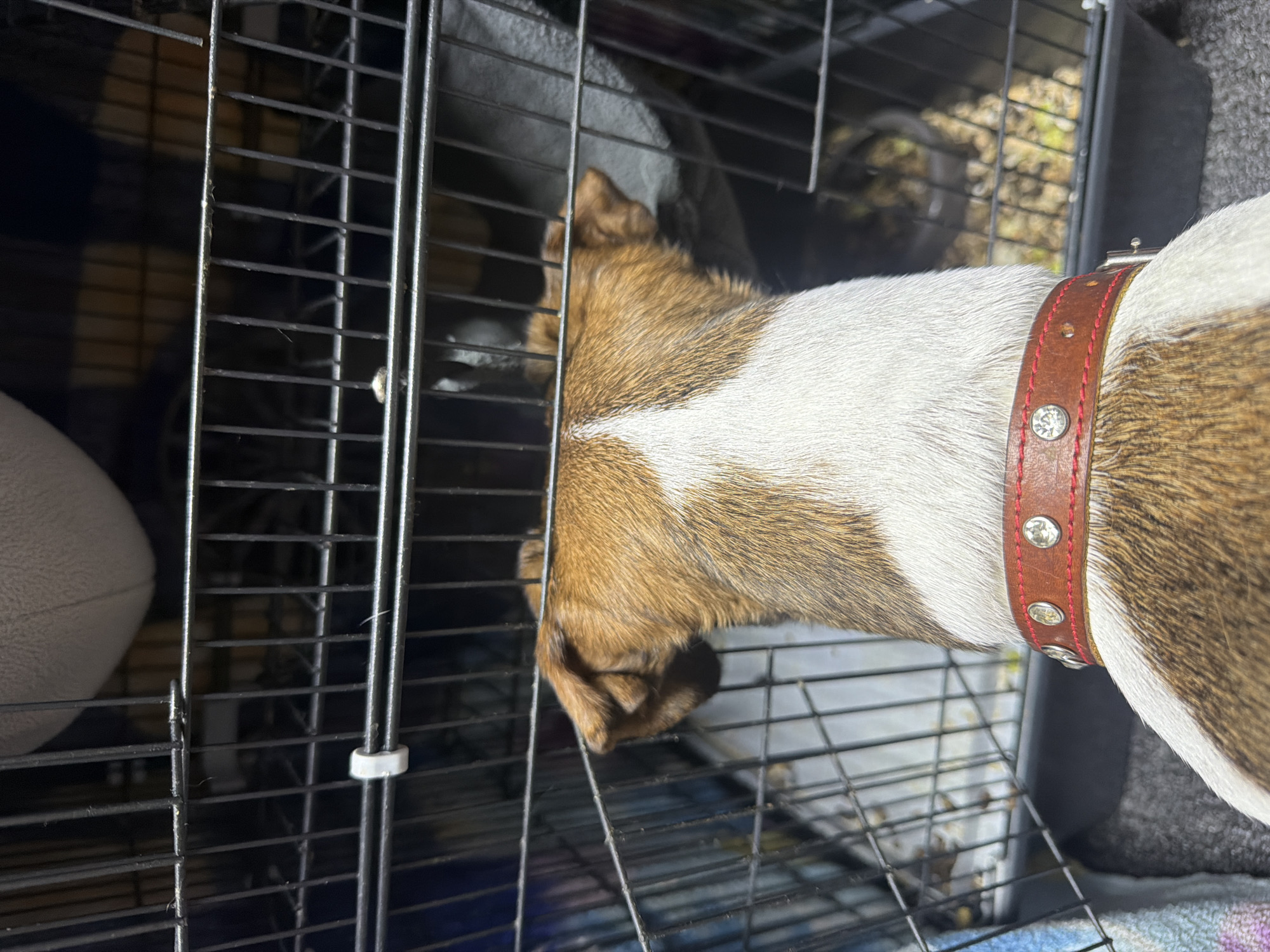 A medium-sized brown and white dog with a red collar is viewed from the side, with its head inside a metal cage. The cage contains bedding and is situated indoors.