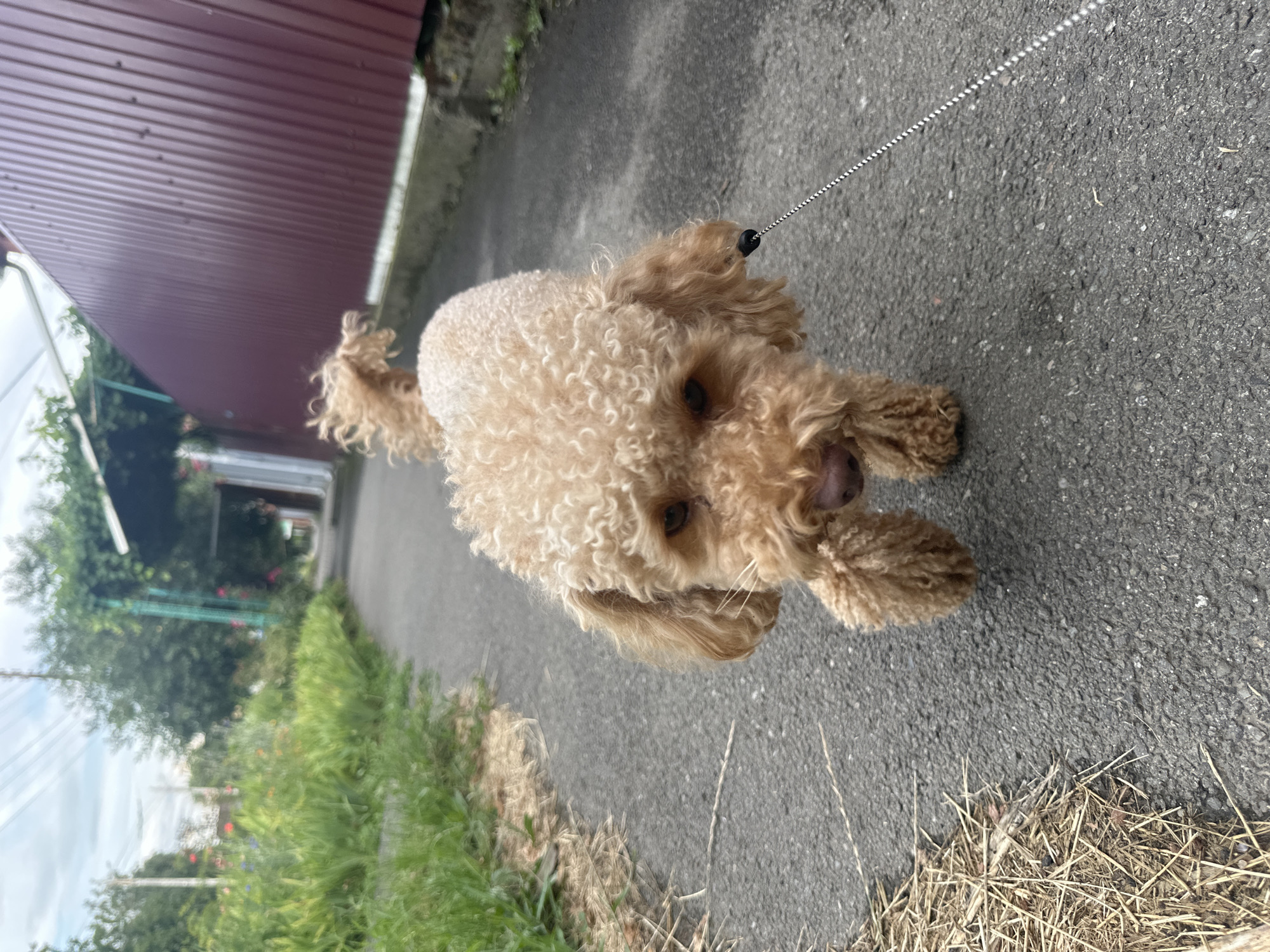 An apricot-colored poodle with a curly coat is walking on an asphalt path. The dog is on a leash, and its tail is curled over its back. The path is bordered by green grass and vegetation on the left and a dark red corrugated metal fence on the right. In the background, there are trees and some buildings. The sky is overcast. The scene appears to be in a residential area.