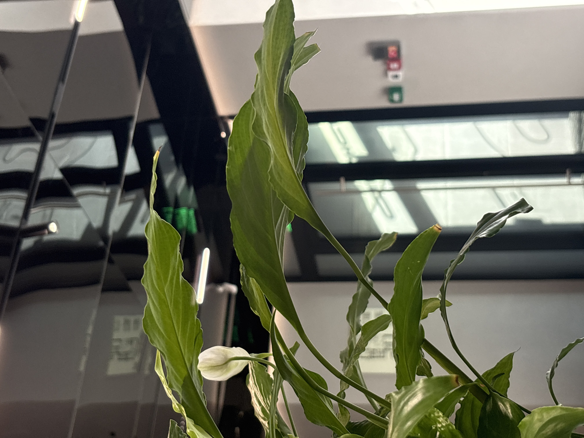 A white peace lily bloom and large green leaves are in the foreground of the image. The plant is positioned in front of a reflective, dark ceiling with linear lighting. In the background, a white wall is visible with two doors or large windows. On the wall, there are three square labels, one green, one white, and one red, with some indistinct writing on them. The scene appears to be indoors, possibly in an office or modern building lobby. The location is not specified as Moscow, Russia in the image itself.