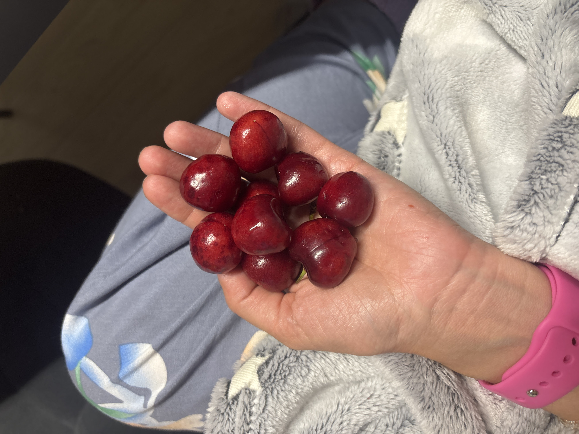 The image displays a close-up, top-down perspective of a light-skinned human left hand holding a cluster of approximately ten dark red, glossy, ripe cherries. The individual's wrist is adorned with a bright pink silicone watch band, visible on the lower left. The background features light blue-grey fabric, appearing to be casual attire like lounge pants or pajamas, patterned with white and light blue floral shapes and green leaf accents. A textured, soft, grey-and-white fluffy blanket or throw is partially visible, creating a plush surface underneath and to the left of the hand. The lighting highlights the reflective surfaces of the cherries, suggesting an indoor environment. The image does not contain information to confirm a location in the city of Chaikovsky, Russia.