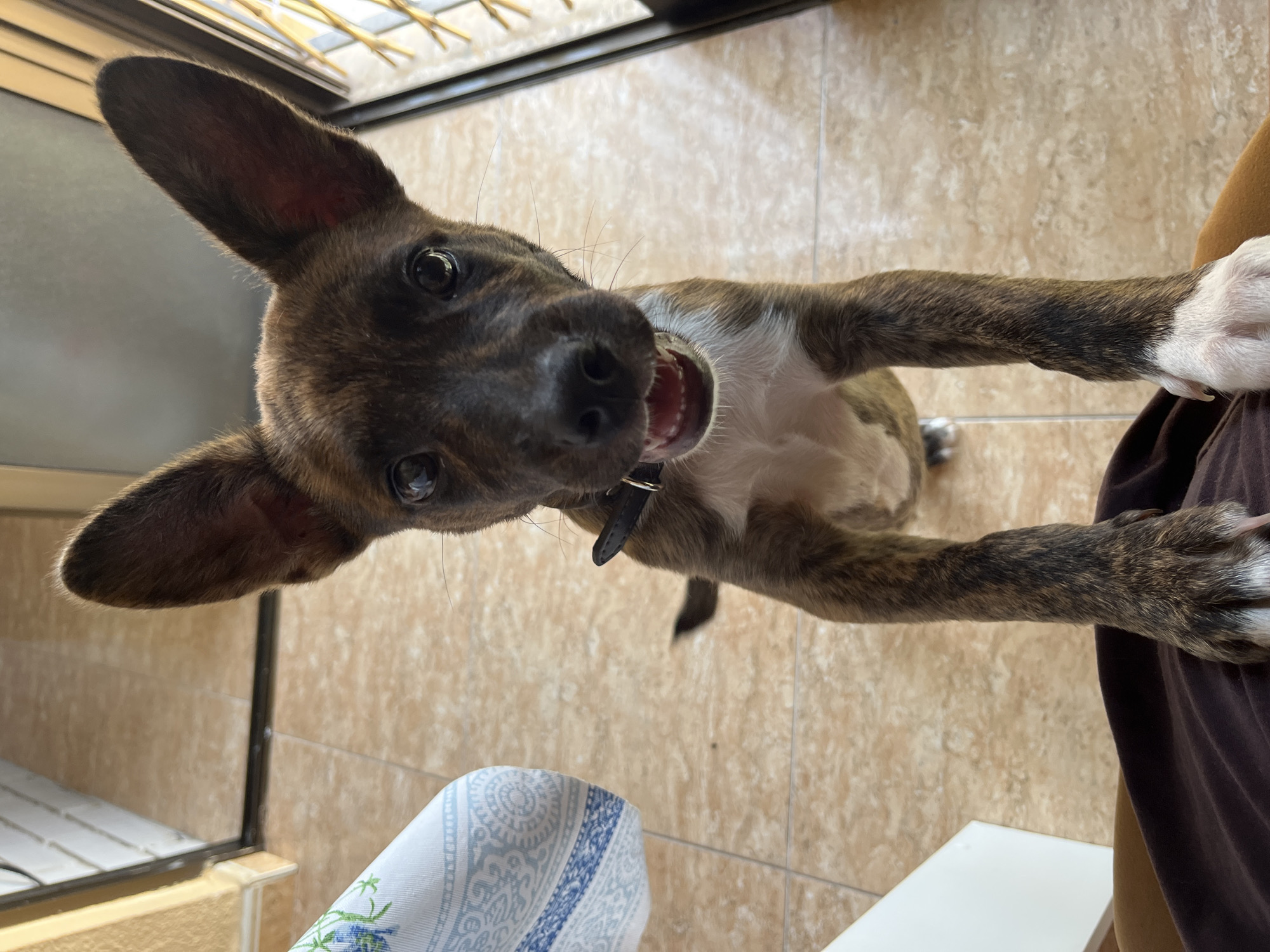 A brindle-colored dog with large ears and white paws is standing on its hind legs, looking directly at the camera. The dog is wearing a black collar. It is outdoors, with tiled flooring visible. A white table with a blue and white patterned cloth is to the left of the dog. A closed door with metal bars is to the right. The background appears to be a patio or balcony area. The lighting suggests it is daytime. The city of Alicante/Alacant, Spain, is not identifiable from the image.