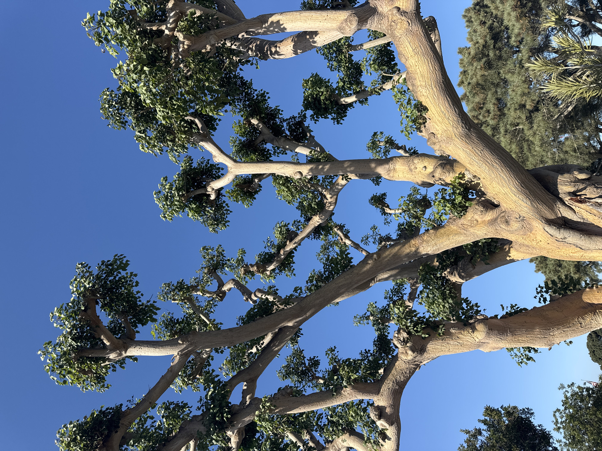 A low-angle shot depicts a tree with thick, light-colored bark and sparse green foliage against a clear, bright blue sky. The branches spread out in various directions, creating an intricate network. Other trees are visible in the background on the right, including a palm and pine. The location is most likely in the city of Newport Beach, United States of America.
