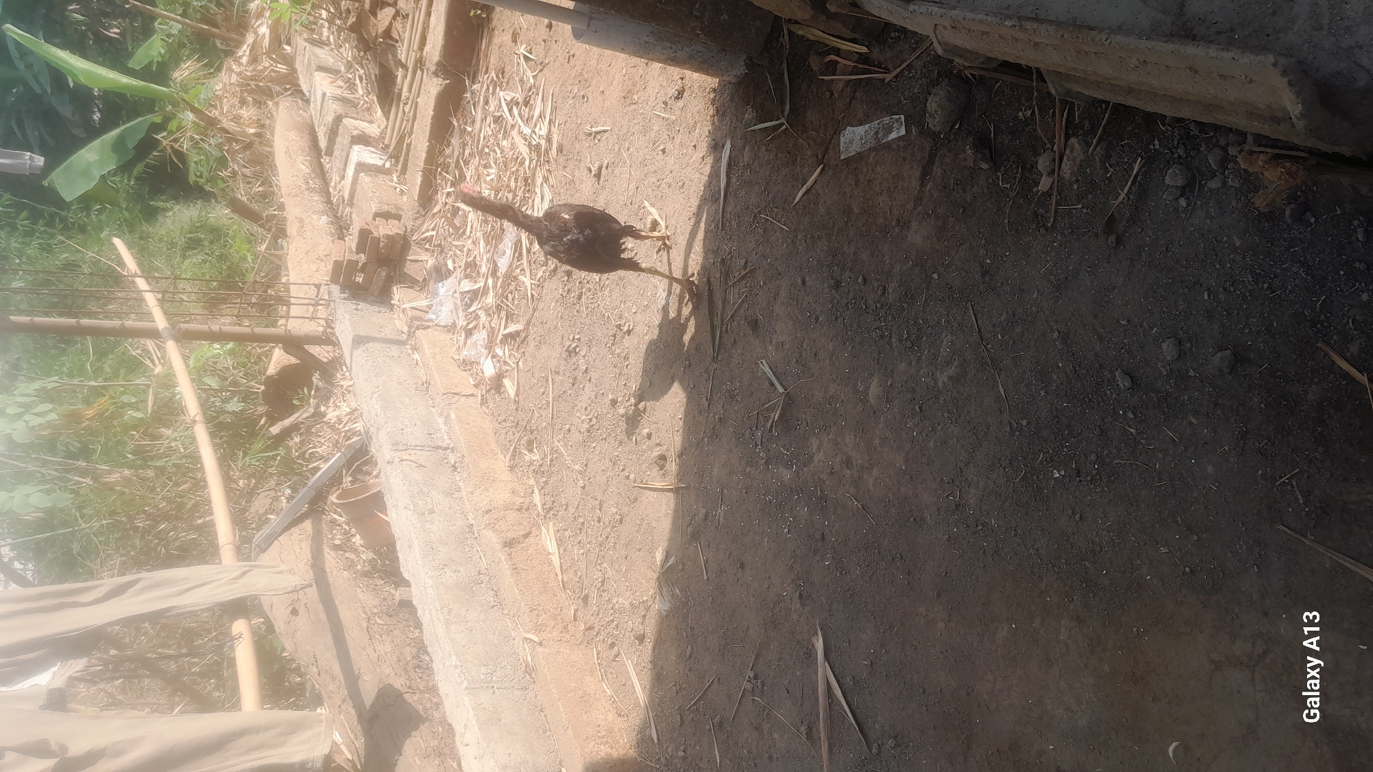 The image shows a chicken standing on a dirt ground in an outdoor area. The chicken is dark brown and black with a red comb. The ground is covered with dirt, small stones, and dried plant material. In the background, there is a concrete structure, possibly a wall or foundation, and some vegetation. A bamboo pole is visible horizontally across the frame, supported by vertical posts. There are also some construction materials, such as bricks and rebar. The lighting suggests it is daytime with sunlight casting shadows. The image is geotagged to Hadipolo, Indonesia.