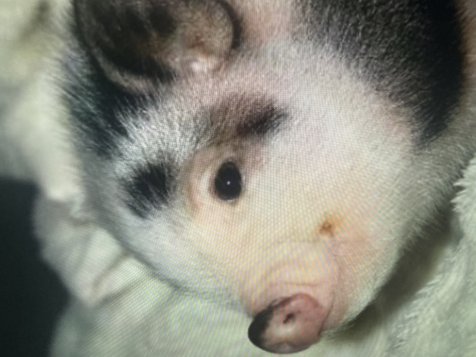 The image is a close-up, slightly blurry photograph of a piglet's face. The piglet has black and white markings, with a pink snout and a dark eye. The background appears to be a soft, textured surface, possibly a blanket or rug. The lighting is dim, creating shadows that emphasize the contours of the piglet's face. There is no visible indication of the location in Dykivka, Ukraine.