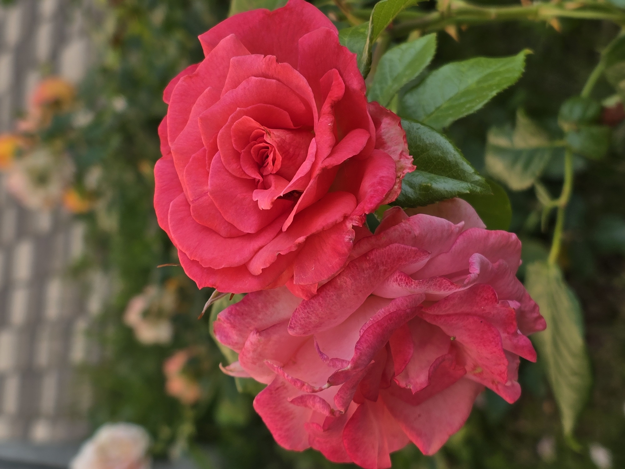 Two pink and red roses are in full bloom, with the red rose in the foreground and the pink rose slightly behind and to the left. They are part of a rose bush with green leaves and thorny stems. The background is softly blurred, showing more roses and greenery, with a hint of a brick wall in the upper left corner. The scene appears to be a garden in Sofiivska Borshchahivka, Ukraine, during daylight hours. There are no people visible in the image.