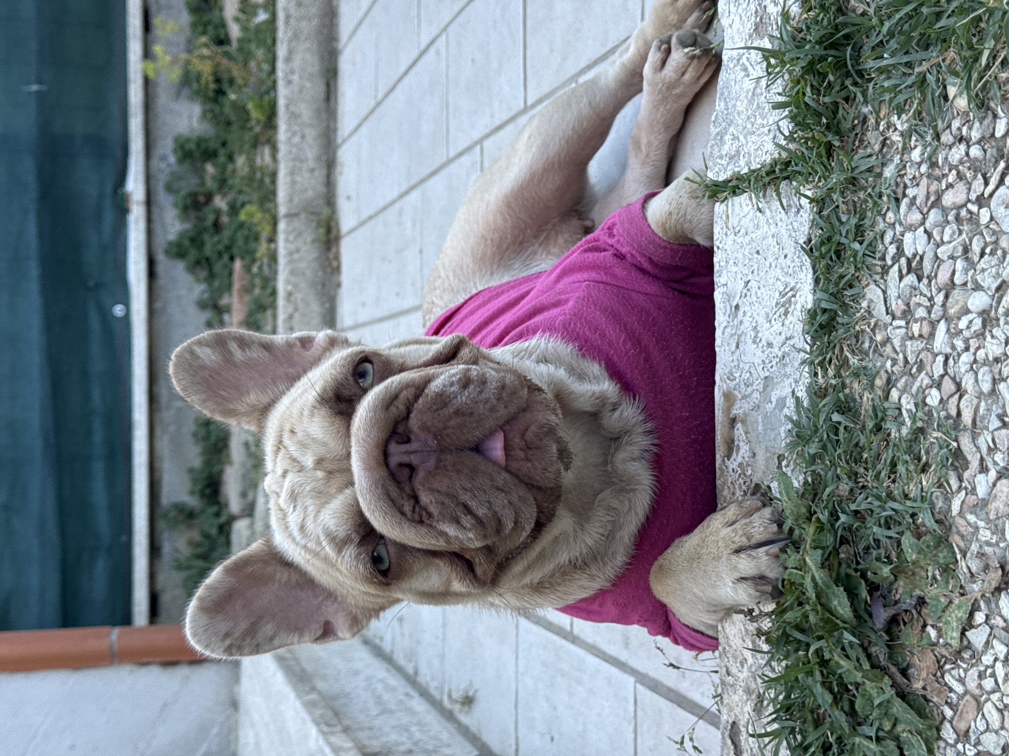A fawn-colored French bulldog is lying on its back on a textured, light-colored outdoor floor, possibly concrete or tile. The dog is wearing a bright pink t-shirt. Its head is tilted upwards and slightly to the left, with its mouth open and tongue slightly visible, giving it a playful or contented expression. The dog's large, expressive eyes are visible, and its characteristic wrinkled face is prominent. Its paws are resting near the edge of a raised stone planter or ledge, which is covered with green grass and small pebbles. To the left of the dog, a darker green surface, possibly a tarp or a garden structure, and some greenery are visible, suggesting an outdoor setting. The lighting indicates it is daytime. The image was taken in San Benedetto del Tronto, Italy.