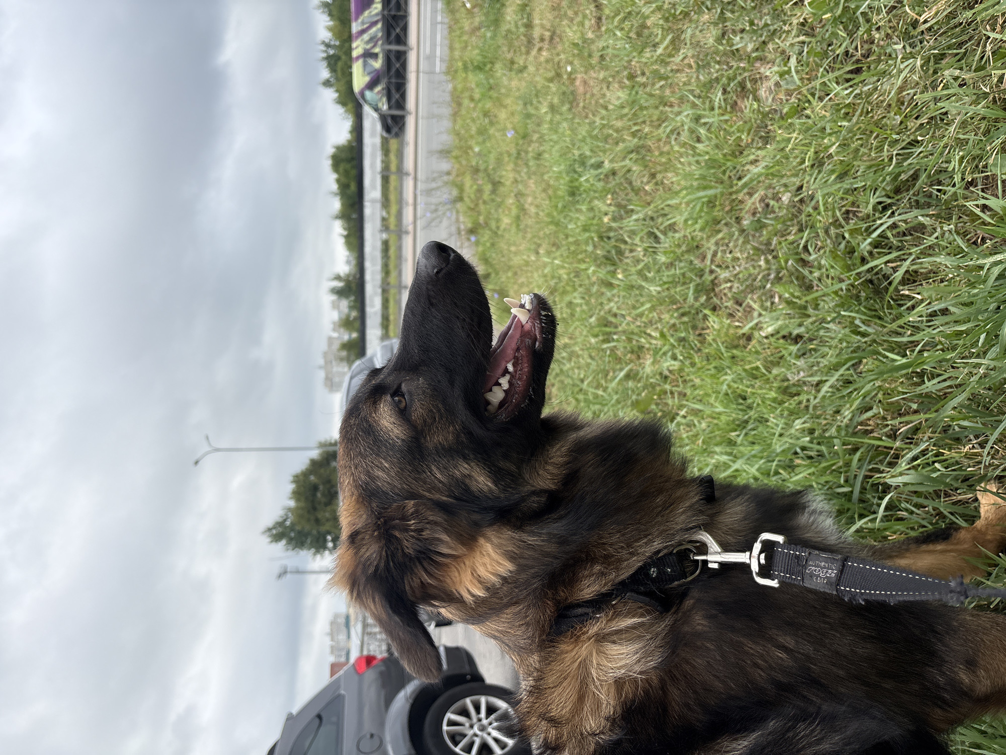 A medium shot captures a German Shepherd dog standing on grass, facing to the right, with its mouth open and tongue visible. The dog is wearing a black harness and a black leash with white stitching and a metal clip. In the background, a dark gray car is parked on the left, and a street with passing vehicles is visible on the right, separated by a fence and some trees. The sky is overcast, suggesting a cloudy day. The overall scene depicts an outdoor urban environment in Saint Petersburg, Russia.