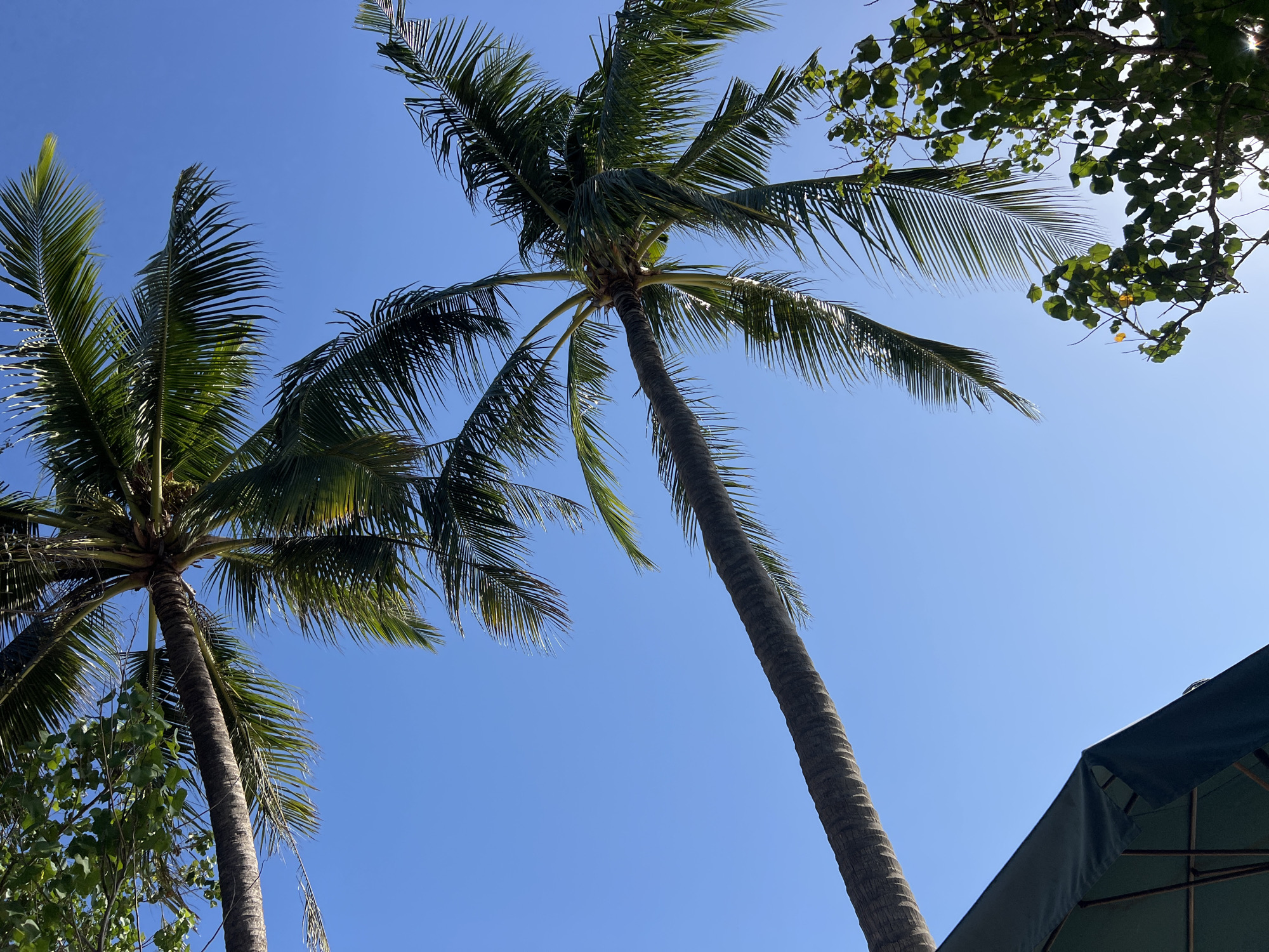 Two palm trees reach upwards against a clear blue sky. The fronds of one palm tree are in the foreground, curving downwards, and the trunk is diagonally positioned from the bottom left to the center of the image. The fronds of another palm tree are visible in the upper left corner of the image, with its trunk also extending into the frame. In the lower left corner, a portion of a dark green umbrella is visible, with its supporting structure. To the right of the main palm trunk, a cluster of green leaves and branches from another tree is present, backlit by the sun. This scene likely depicts an outdoor area in Kuta, Indonesia, possibly a beachside resort or a public park given the presence of palm trees and an umbrella.