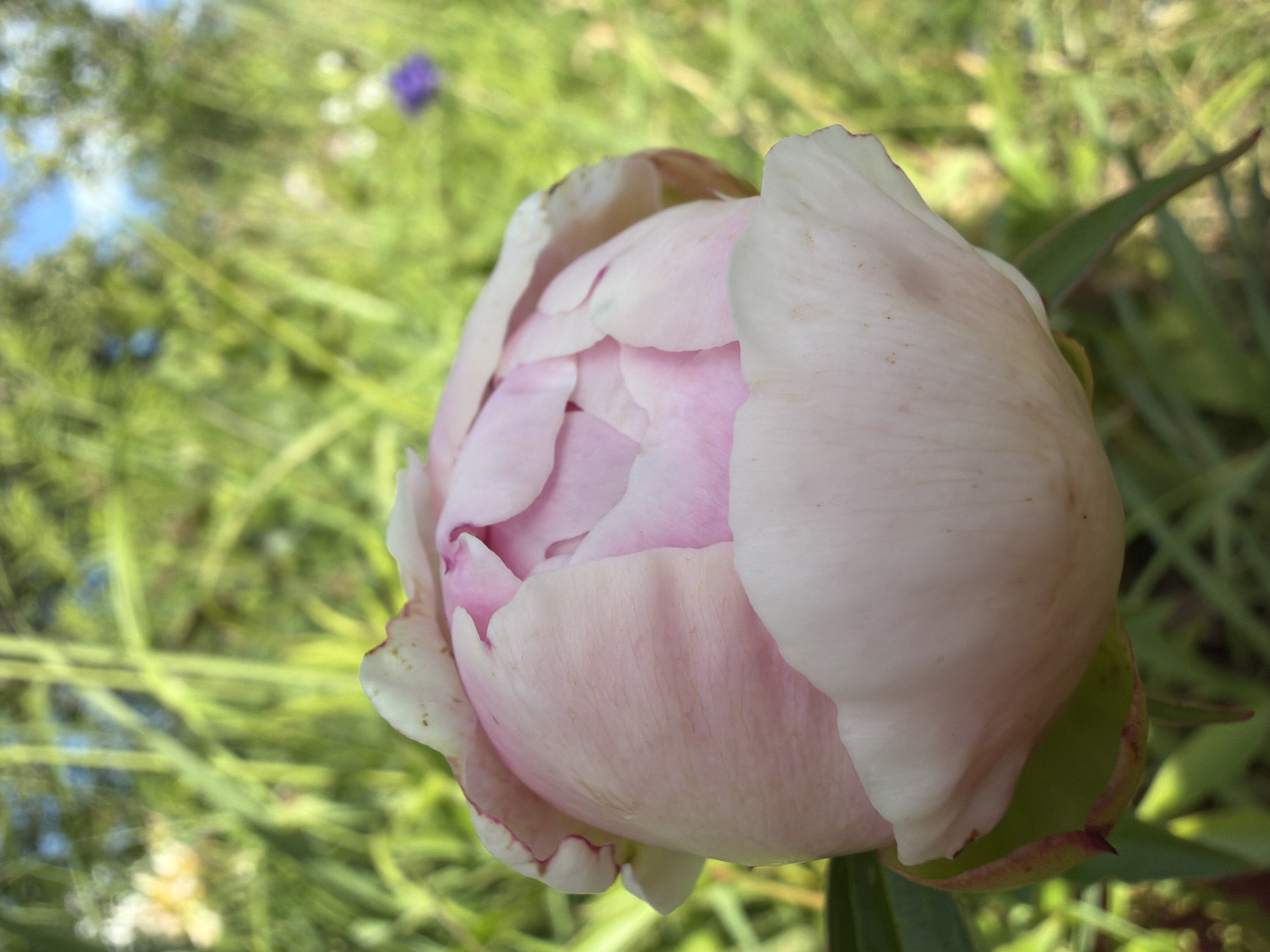 This is a close-up, vertical, outdoor, eye-level shot of a light pink peony bud with some white outer petals tinged with pink at the edges. The bud is in focus, filling the majority of the foreground. The background is softly blurred and consists of green foliage, with hints of blue sky and a small purple flower visible in the upper right quadrant. The scene is likely in a garden or natural setting. There is no indication of any human presence or specific location within Petukhi, Russia.
