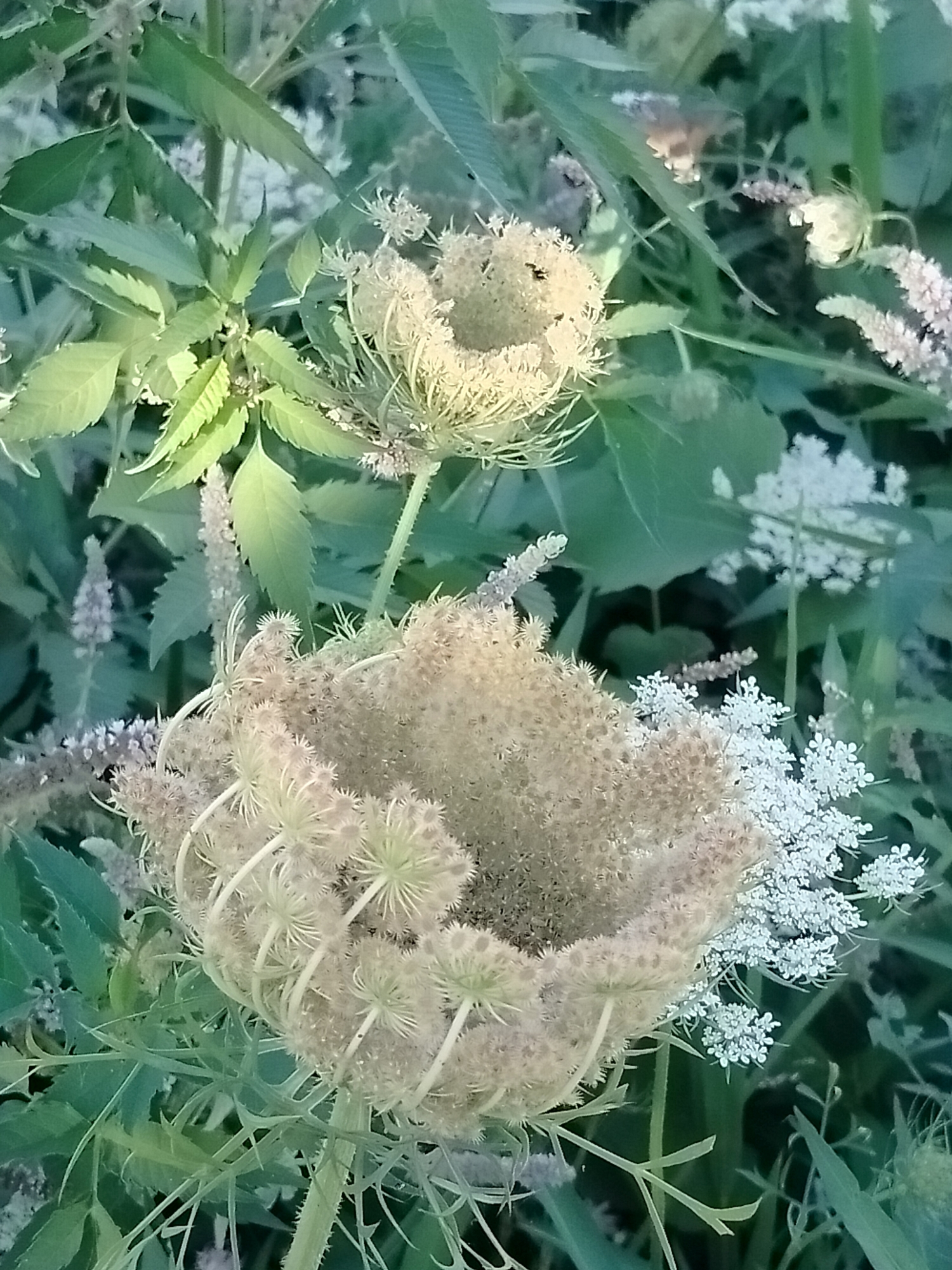 The image shows a close-up, eye-level view of Queen Anne's Lace flowers and green foliage. The flowers are a pale yellowish-white and have a delicate, feathery appearance. Some of the flowers are in bloom, with intricate seed heads, while others are still developing. The foliage is a vibrant green and appears healthy and lush. The background is a blur of green, suggesting the flowers are growing in a natural setting, possibly a park or meadow. The lighting is soft and diffused, indicating it might be early morning or late afternoon. There are no people or animals visible in the image, and the scene is tranquil and serene. The image was taken in the city of Көлкент, Kazakhstan.