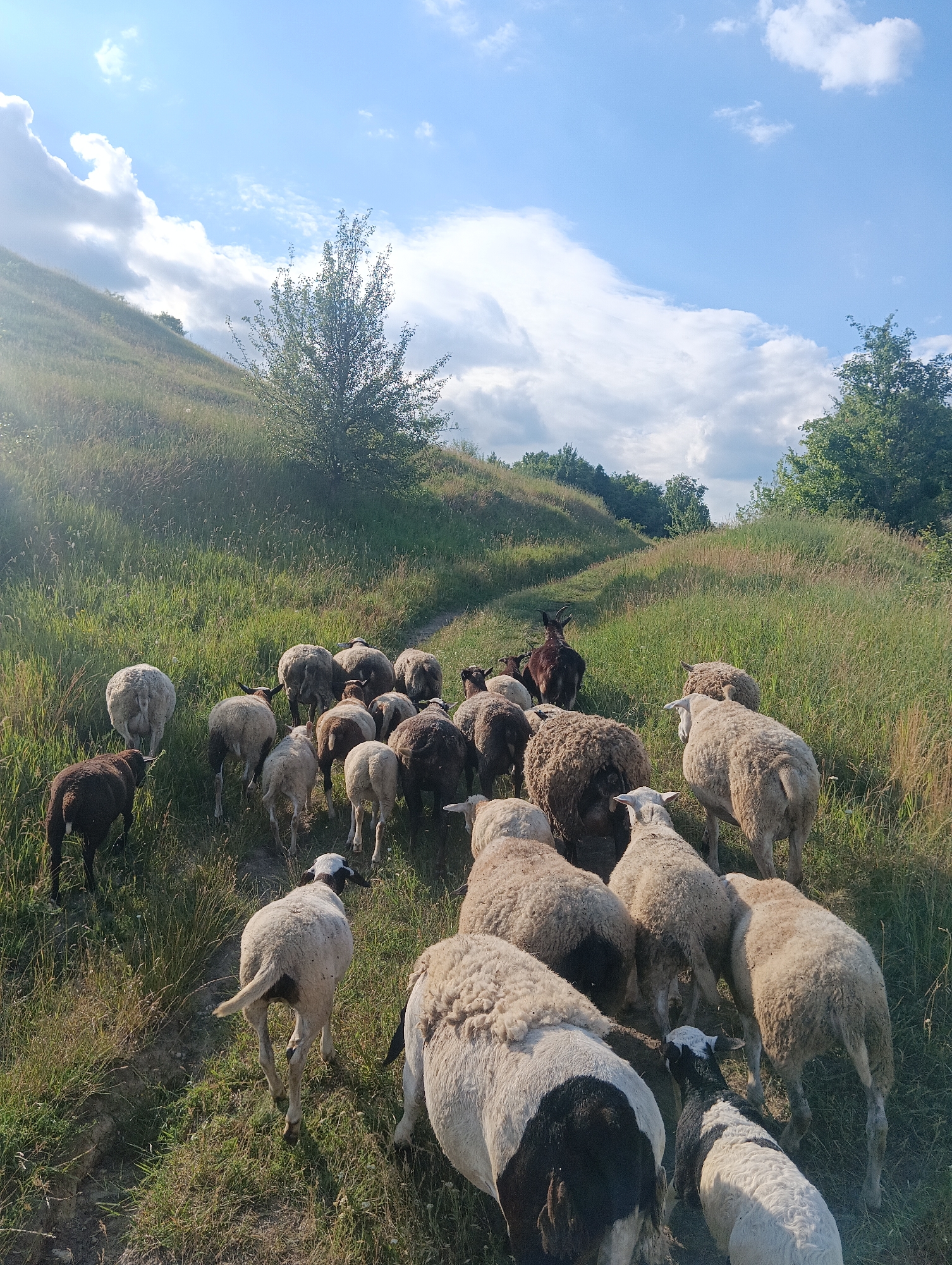 A flock of sheep and a goat are walking up a grassy, sun-drenched hillside on a dirt path. The sheep are of varying sizes and colors, with some being predominantly white, while others have dark brown or black markings. The goat is a dark reddish-brown color and is positioned towards the front of the flock, leading the way. The surrounding environment is lush and green, with tall grass and scattered trees dotting the landscape. In the background, a blue sky is visible with scattered white clouds, suggesting it is daytime. The sun is casting long shadows, indicating it might be late afternoon or early morning. The overall scene evokes a sense of peaceful movement and natural harmony.