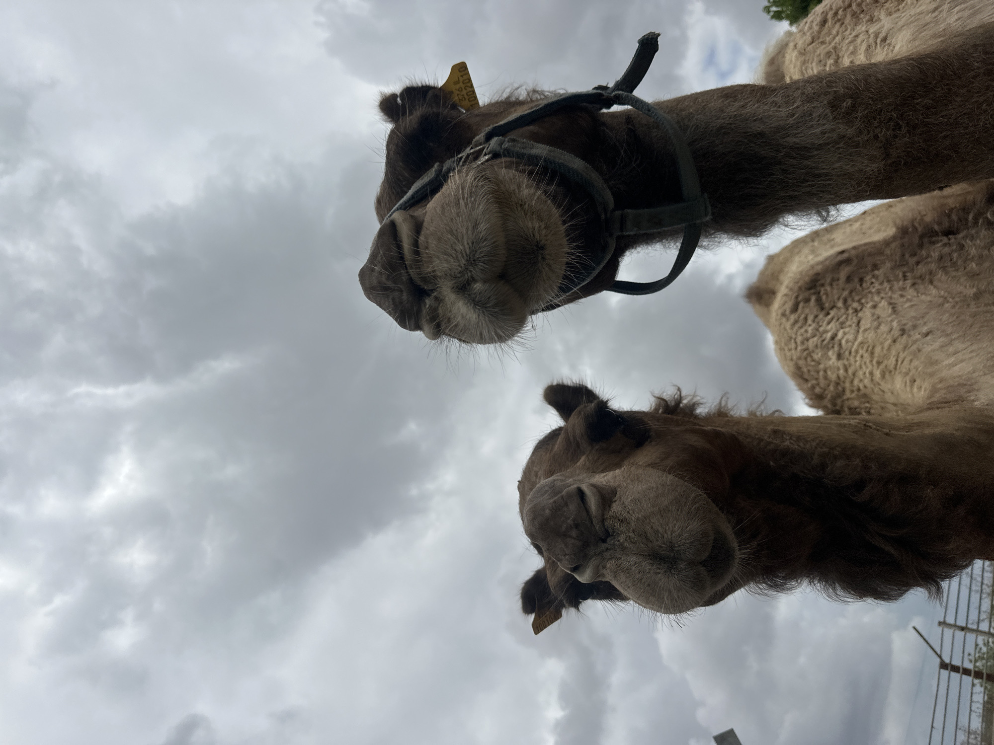 The image shows two camels looking down at the camera. The top camel is wearing a bridle with a yellow ear tag. The lower camel also has a yellow ear tag. The background is a cloudy sky. The location is in Elishama, Israel, as indicated by the image title. A small section of fence and tree is visible in the bottom right.