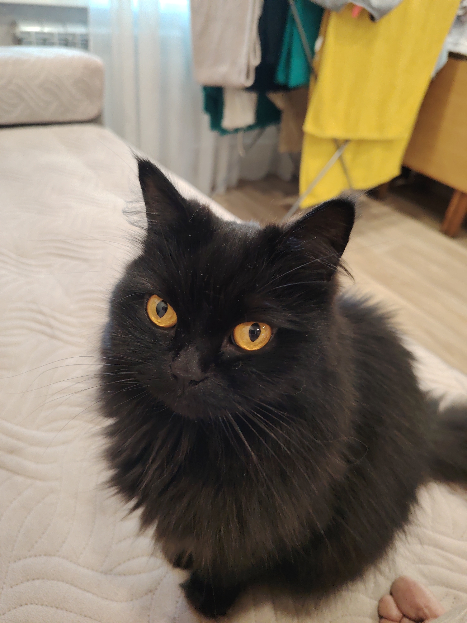 A black cat with bright orange eyes sits on a white, textured surface, possibly a bed or sofa. The cat is facing the camera, with its head tilted slightly. Its fur is long and fluffy, and it has prominent whiskers. In the background, out of focus, are glimpses of a room. To the left, a headboard of a bed is visible. To the right, there is a drying rack with yellow and teal garments hanging on it, and beyond that, a wooden dresser. The lighting appears to be natural, coming from a window. The scene is indoors, in what seems to be a residential setting. The cat is the primary subject, with its gaze directed at the viewer.