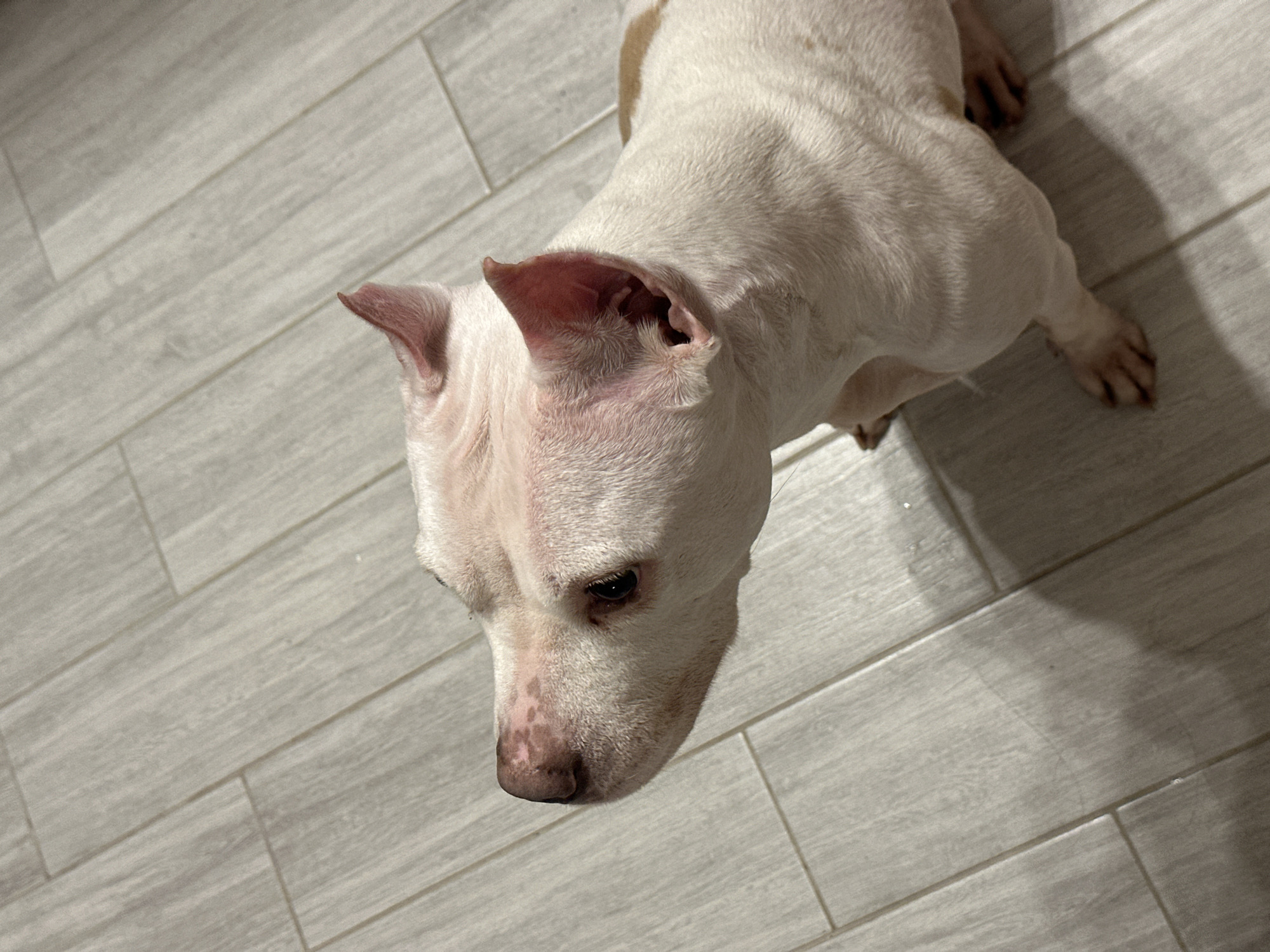 A top-down view shows a white dog with cropped ears standing on a light gray, wood-look tile floor. The dog has a pink nose with darker spots. The environment appears to be indoors. No information suggests a location in the city of Sochi, Russia.
