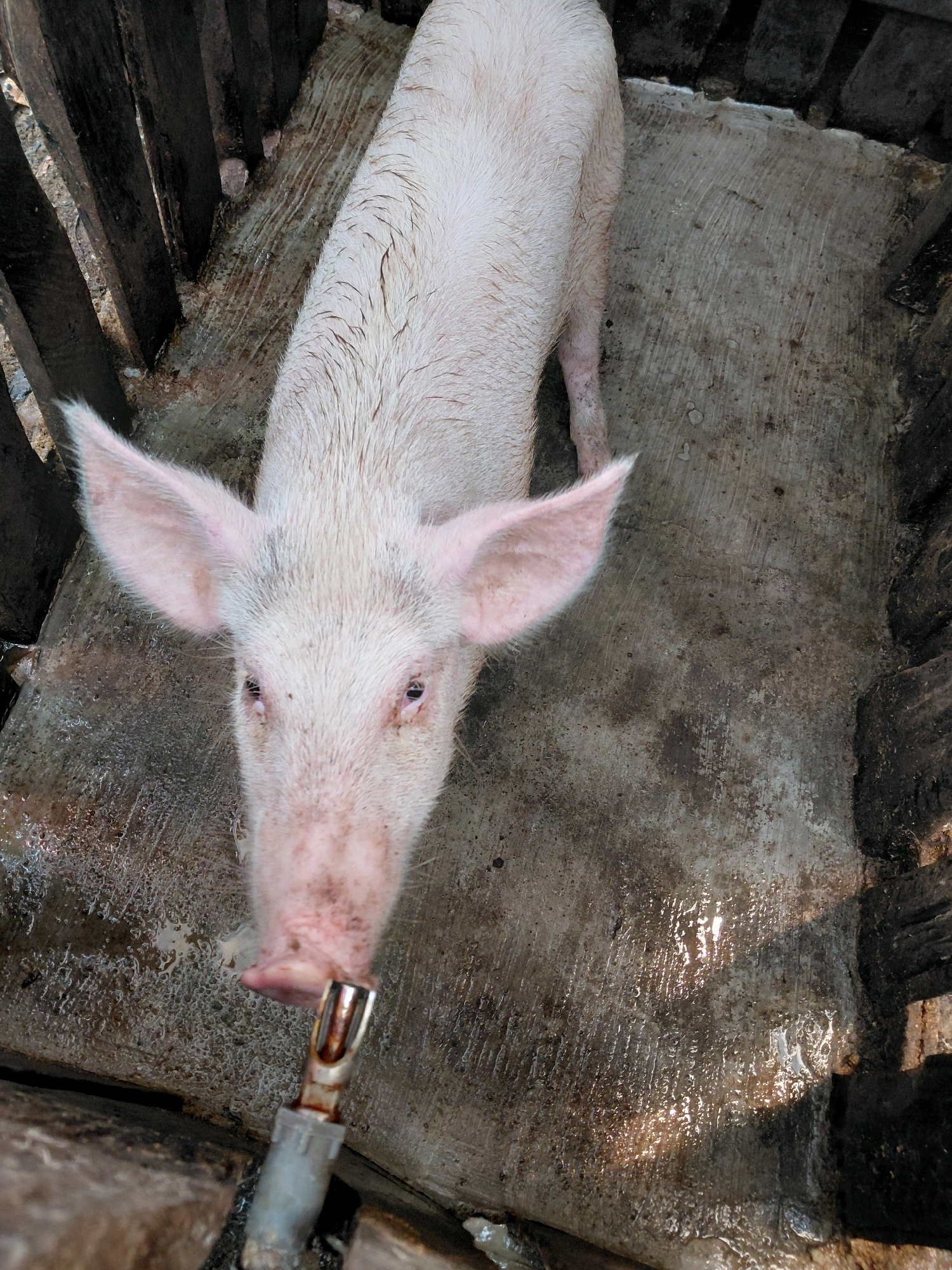 A pale pink pig stands in a concrete enclosure with wooden fencing. The pig is facing the camera, with its snout near a metal and plastic water dispenser. The enclosure floor is wet and appears to be a dirt or concrete surface with some debris. The lighting suggests it is daytime. The image is taken from a high angle, looking down at the pig.