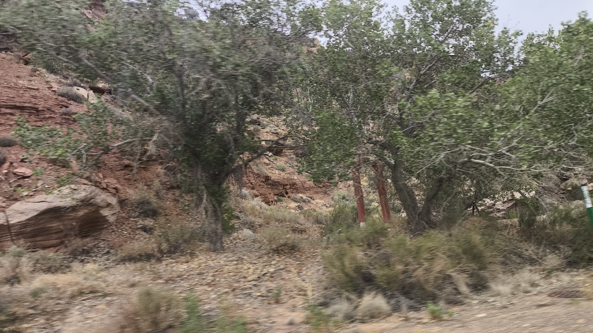 The image depicts a natural landscape in Rockville, United States of America. The scene features a rocky, reddish-brown hillside covered with sparse vegetation, including shrubs and dry grasses. Several trees with dense green foliage are scattered across the terrain, their branches reaching outwards. The ground appears to be a mix of dirt and rocks. The sky is overcast, contributing to the muted lighting of the scene. There are no people or animals visible in the image. The image appears to have been taken from a moving vehicle, as indicated by the motion blur in the foliage and some parts of the background.